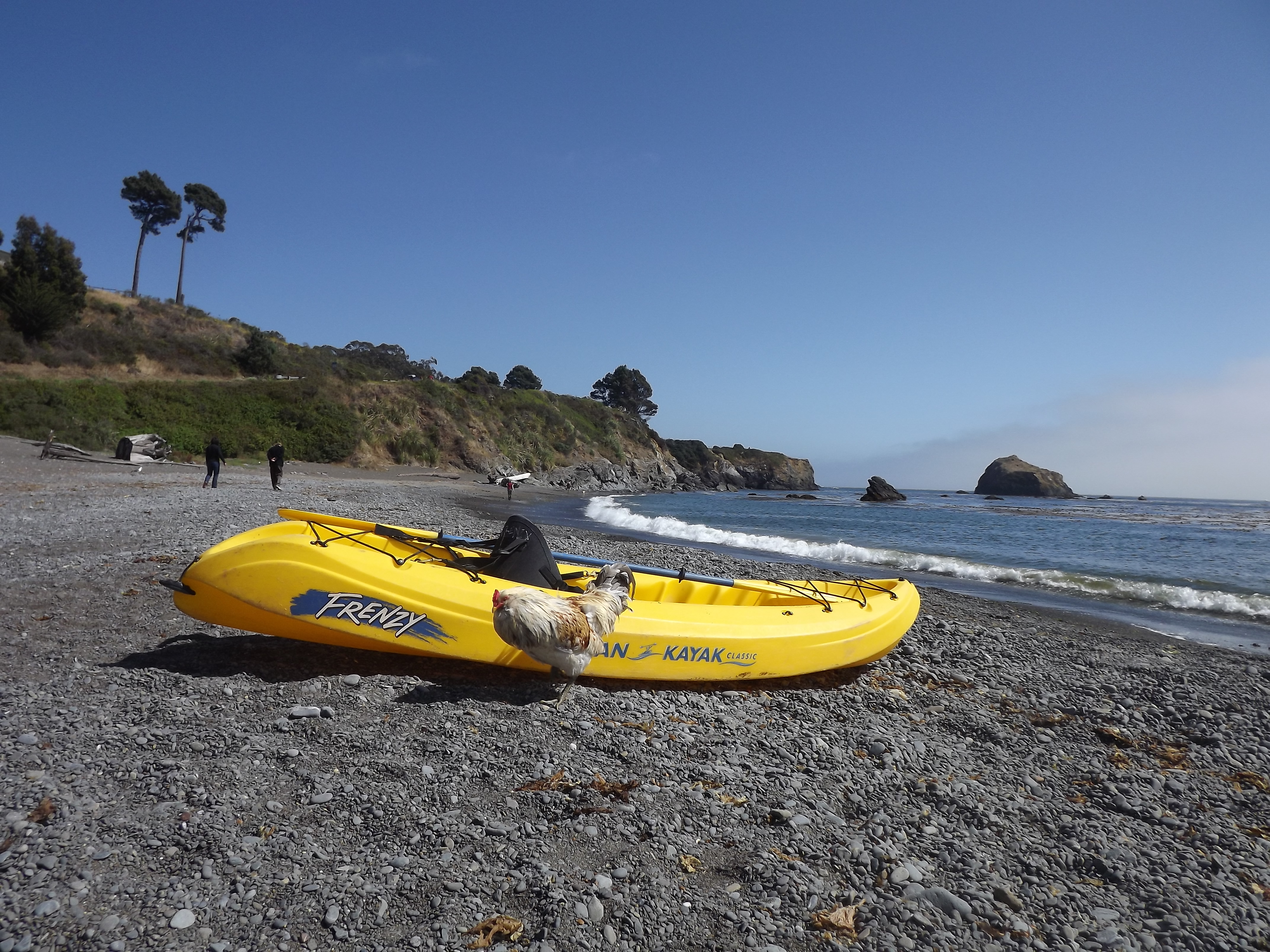 Roosters can kayak too!