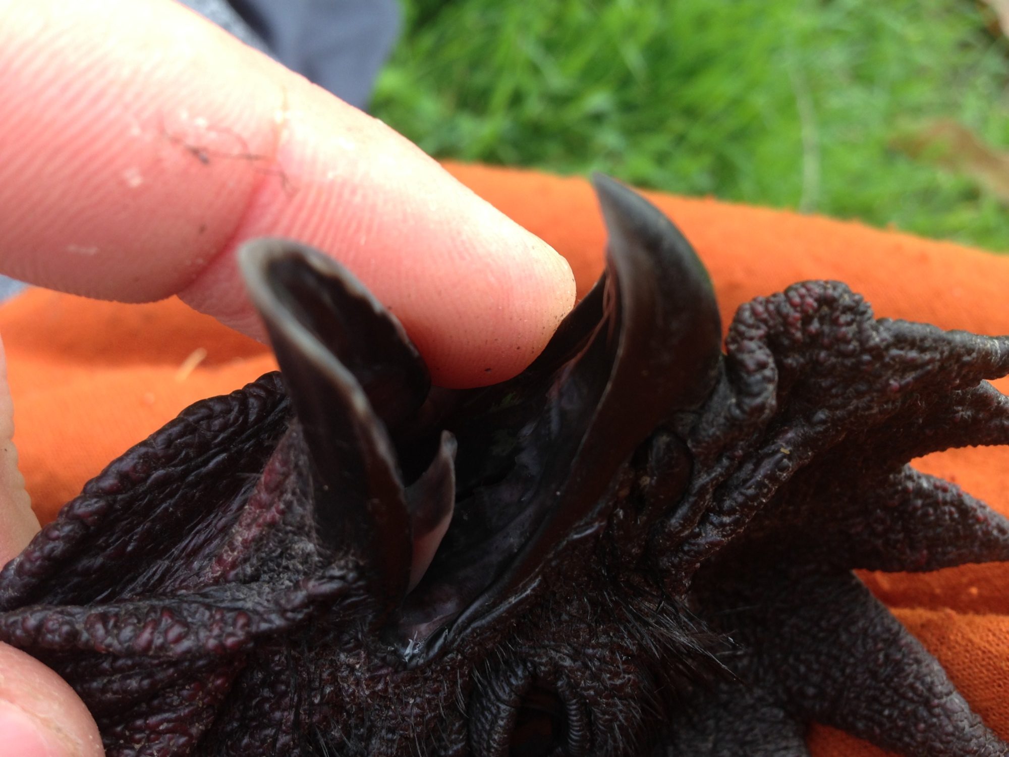 Rooster's inner mouth