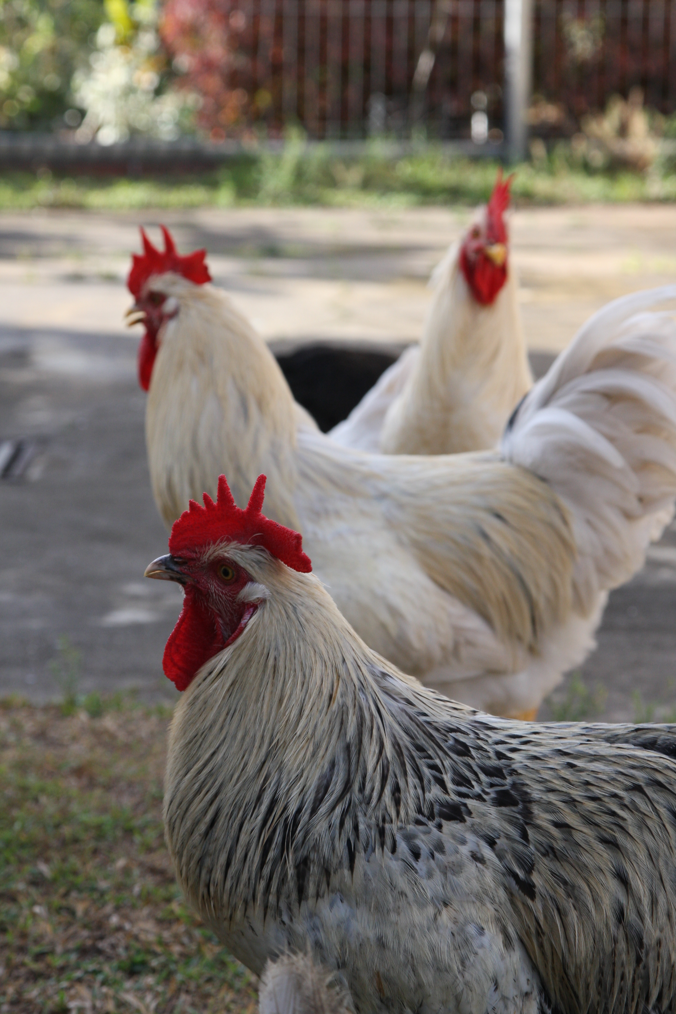 Roosters.