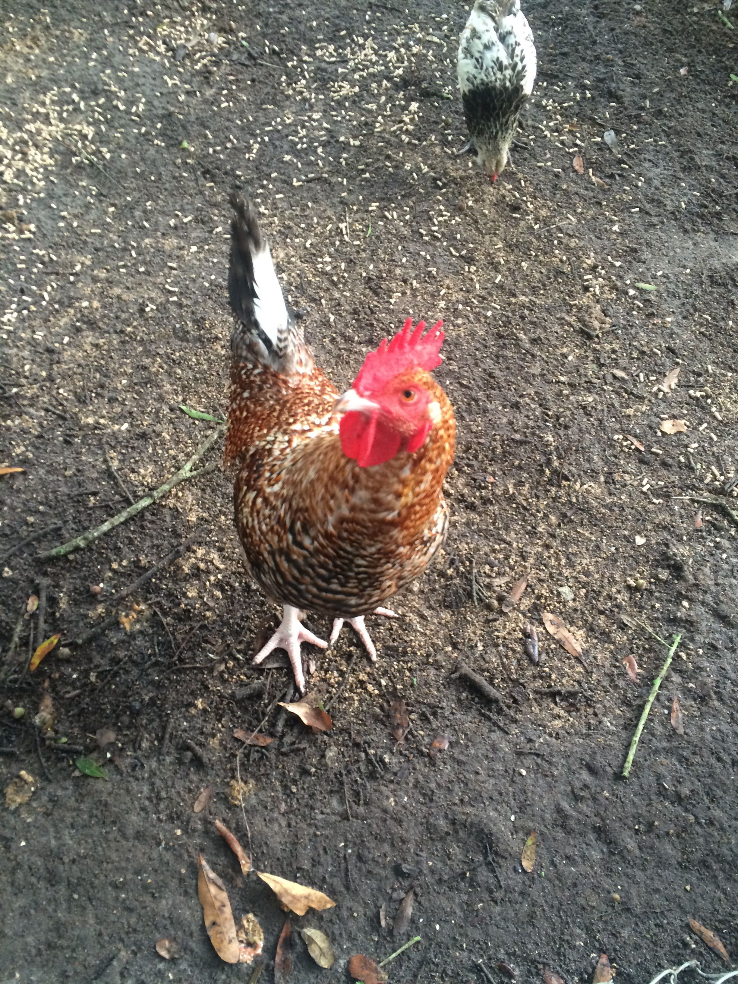 Roosti the rooster :)