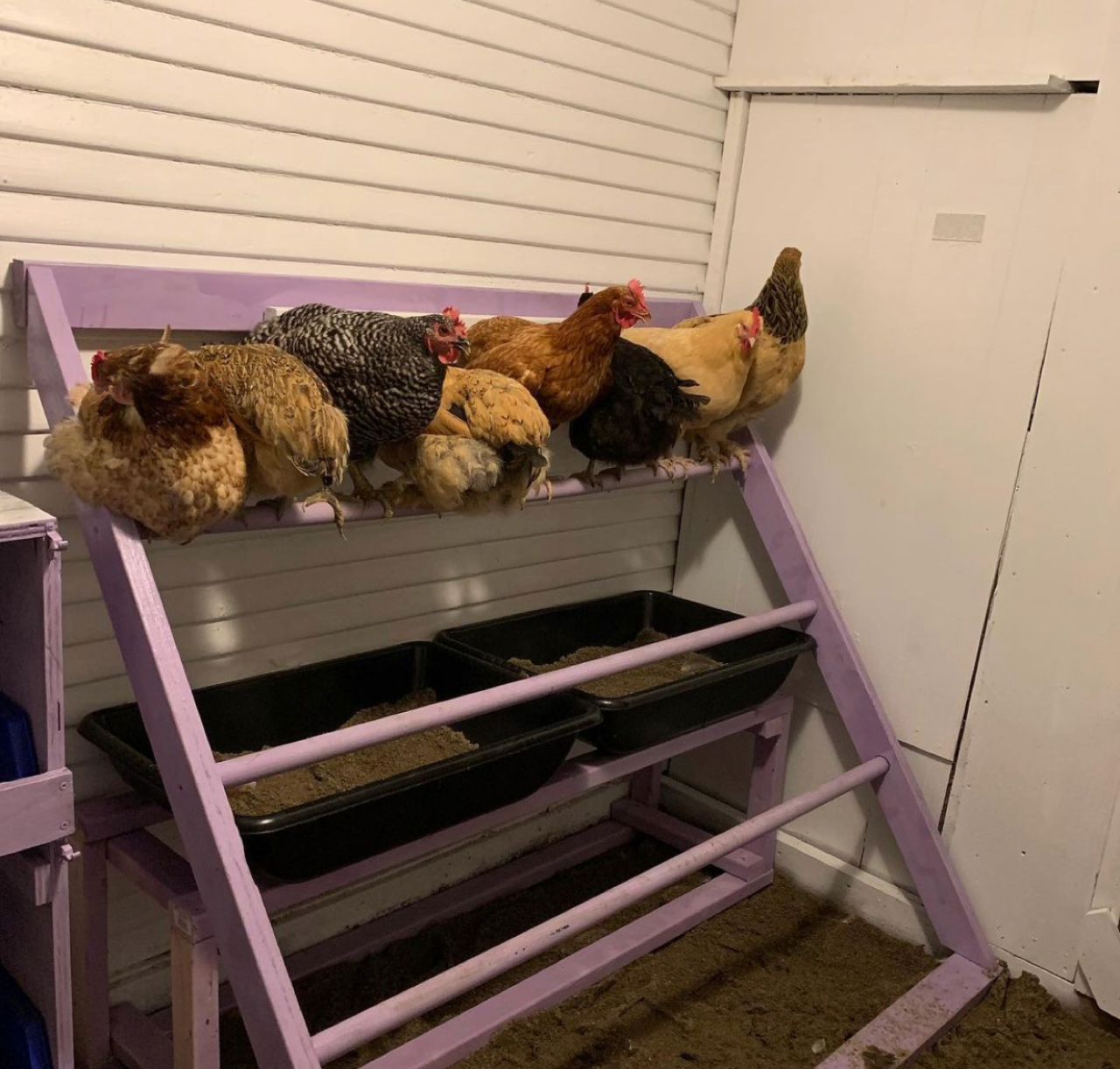 roosting bars & poop collection