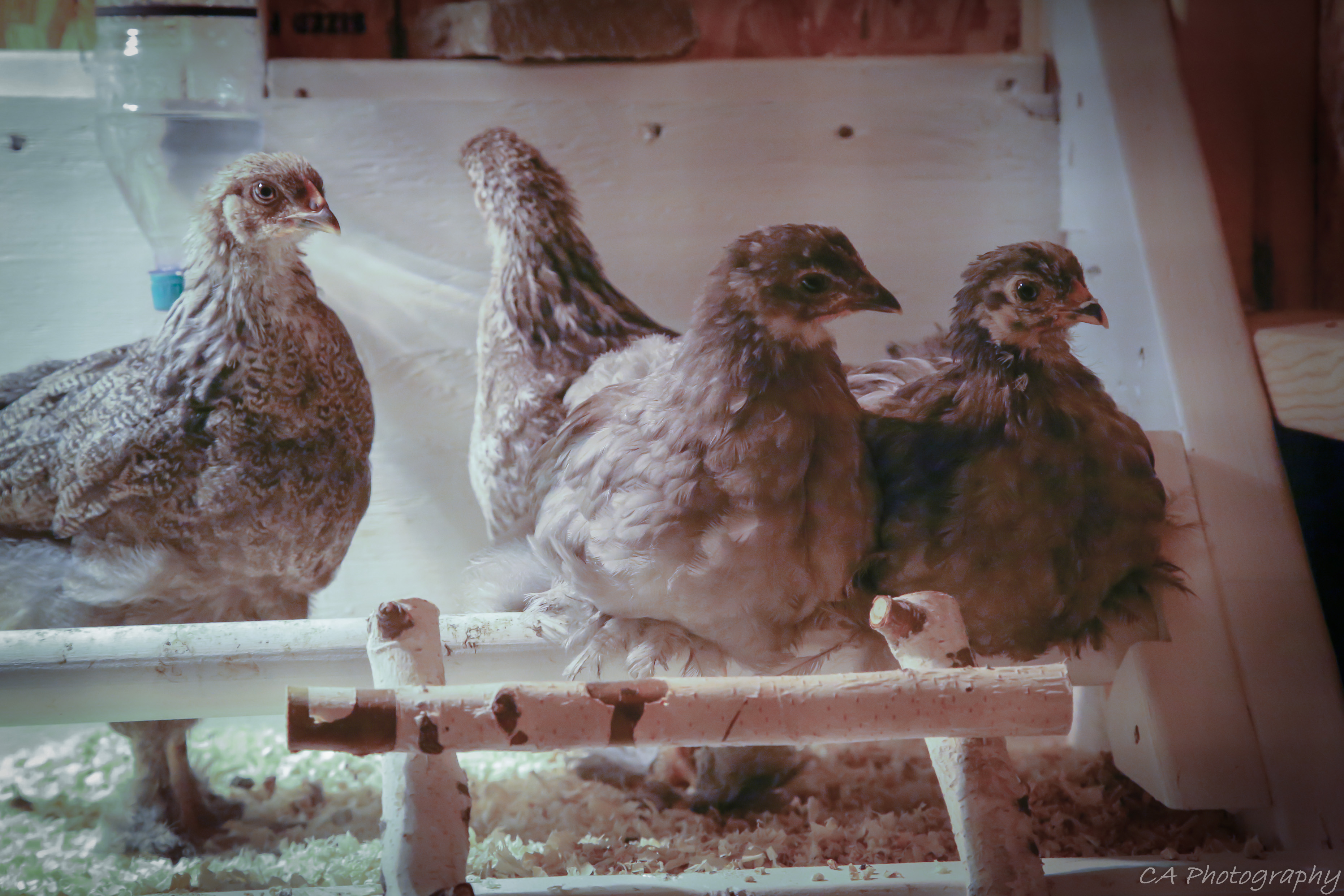 Roosting in the coop at night... 2 Bantams and 2 Cochins