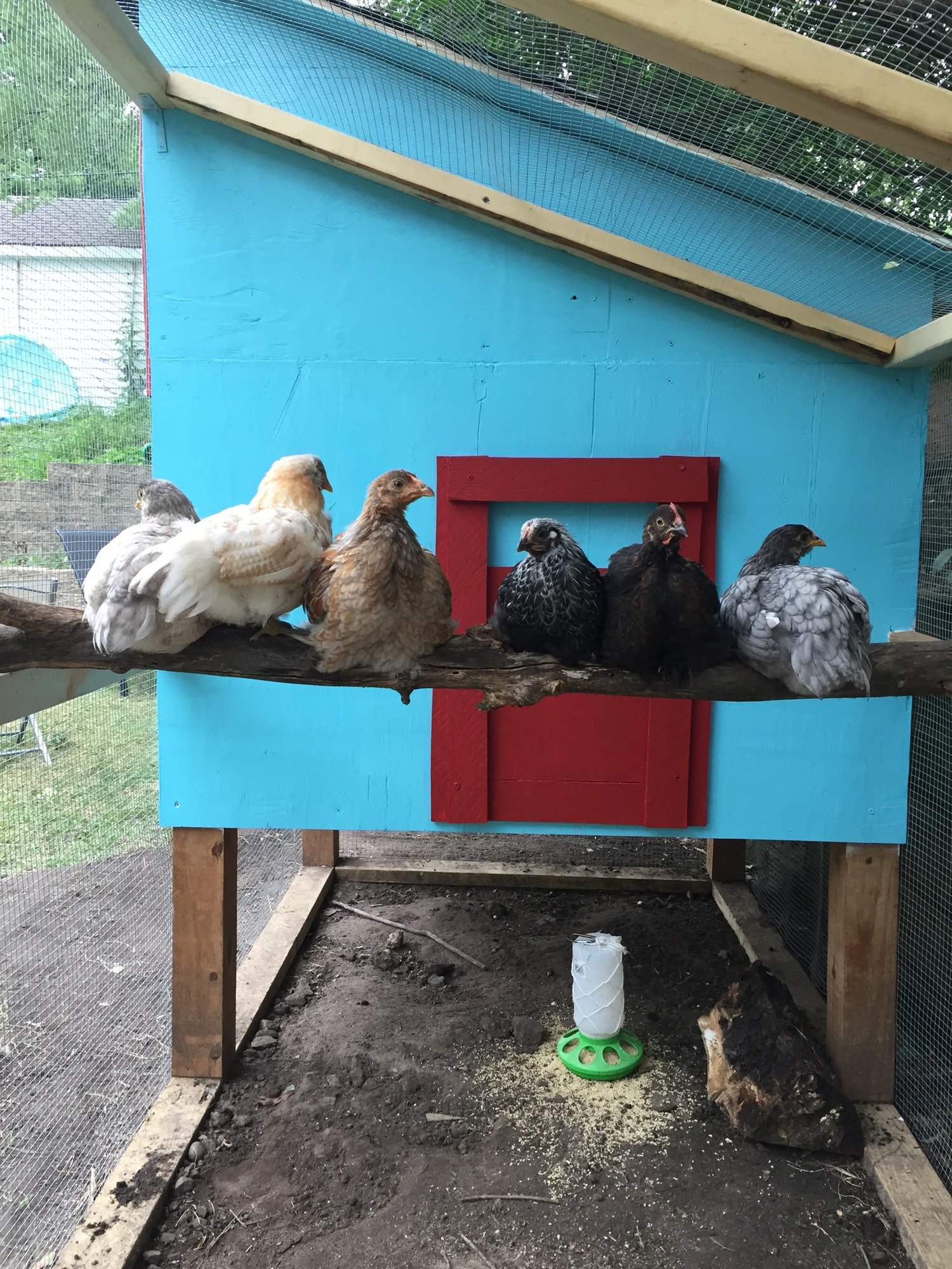 Roosting in the Run