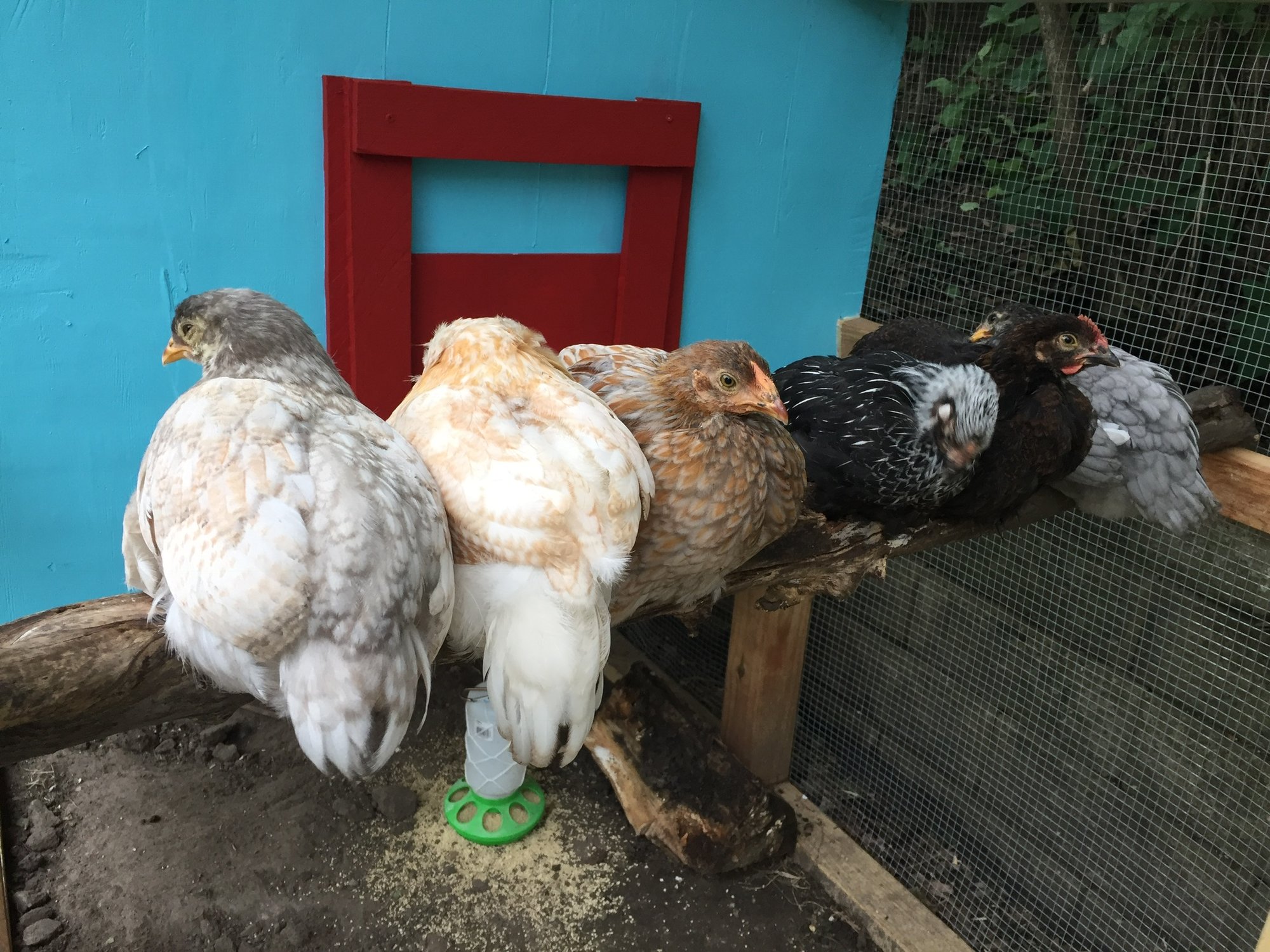 Roosting in the Run