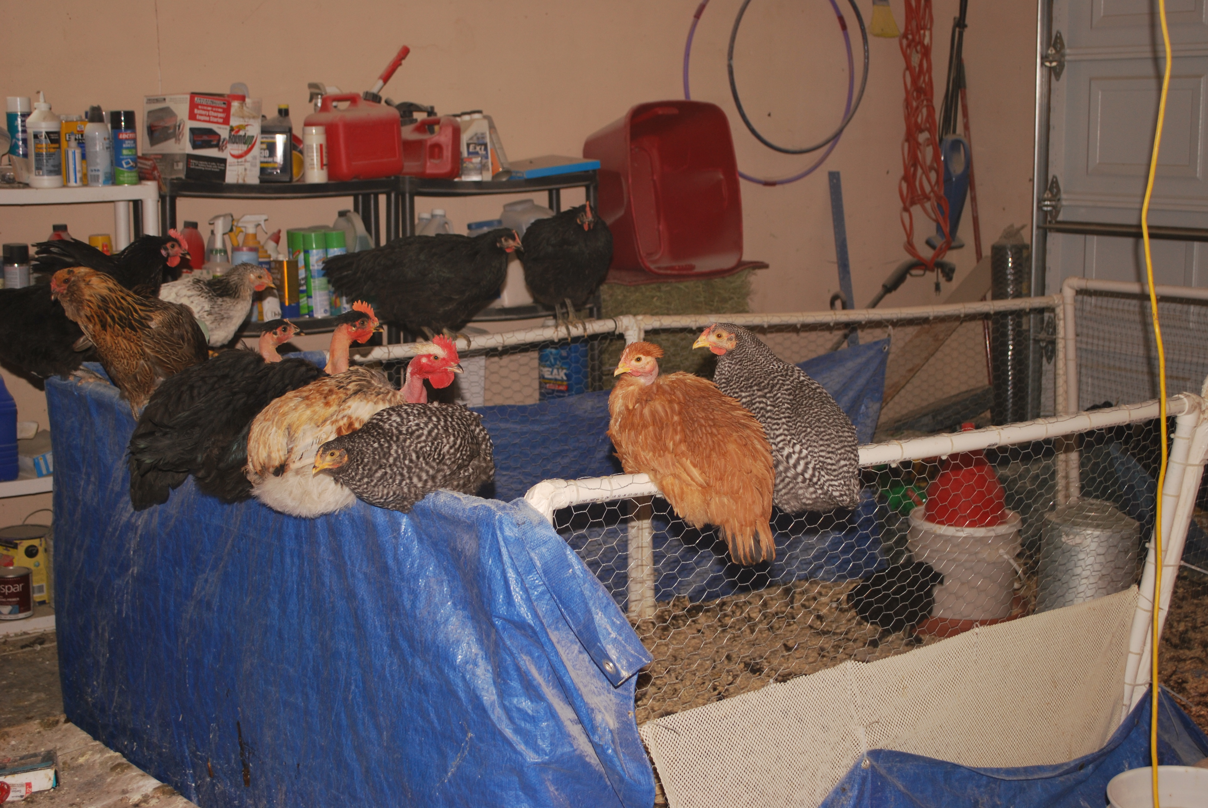 roosting on the brooder.