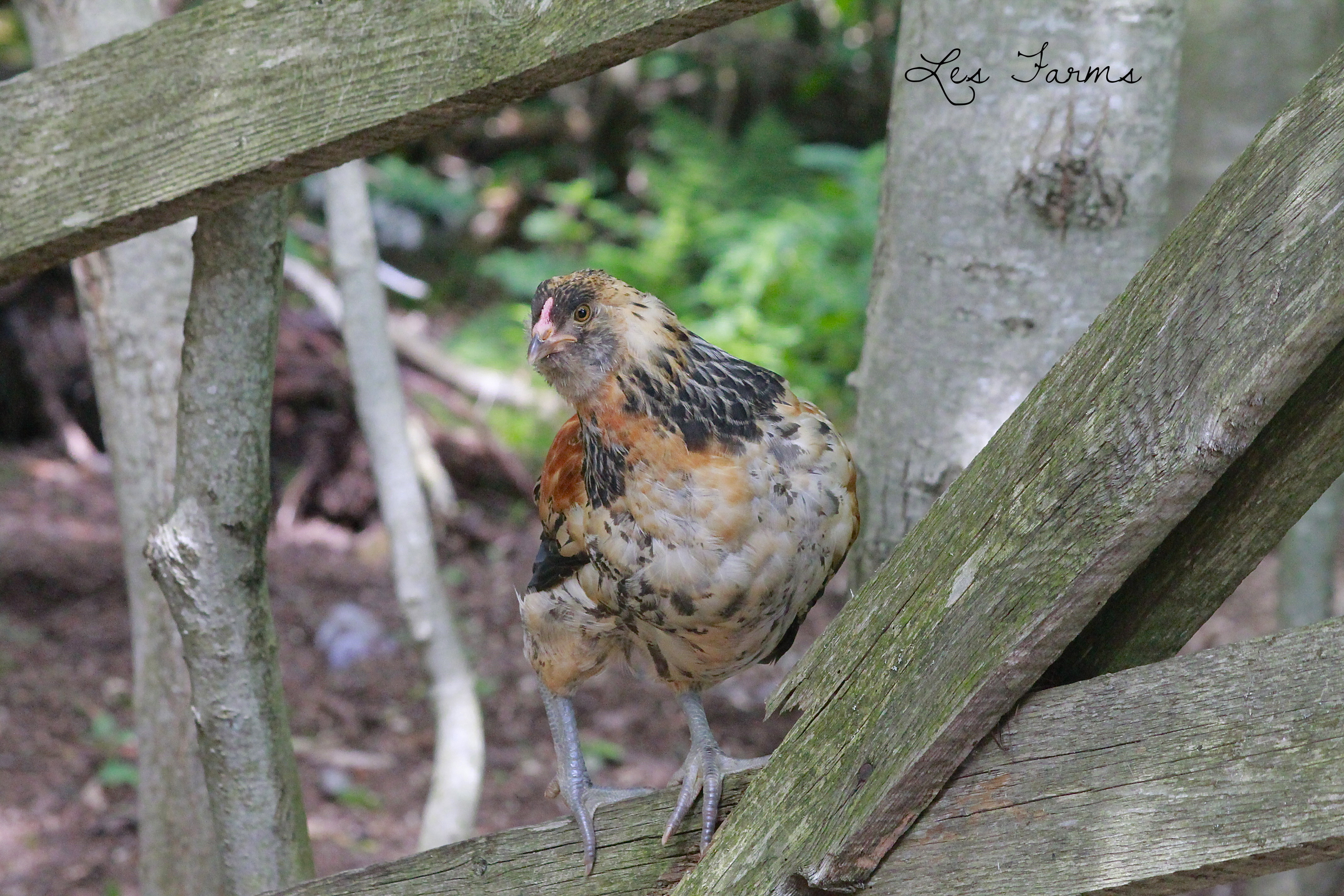 Roosting on the old fence gate
EE cockerel 8 weeks
