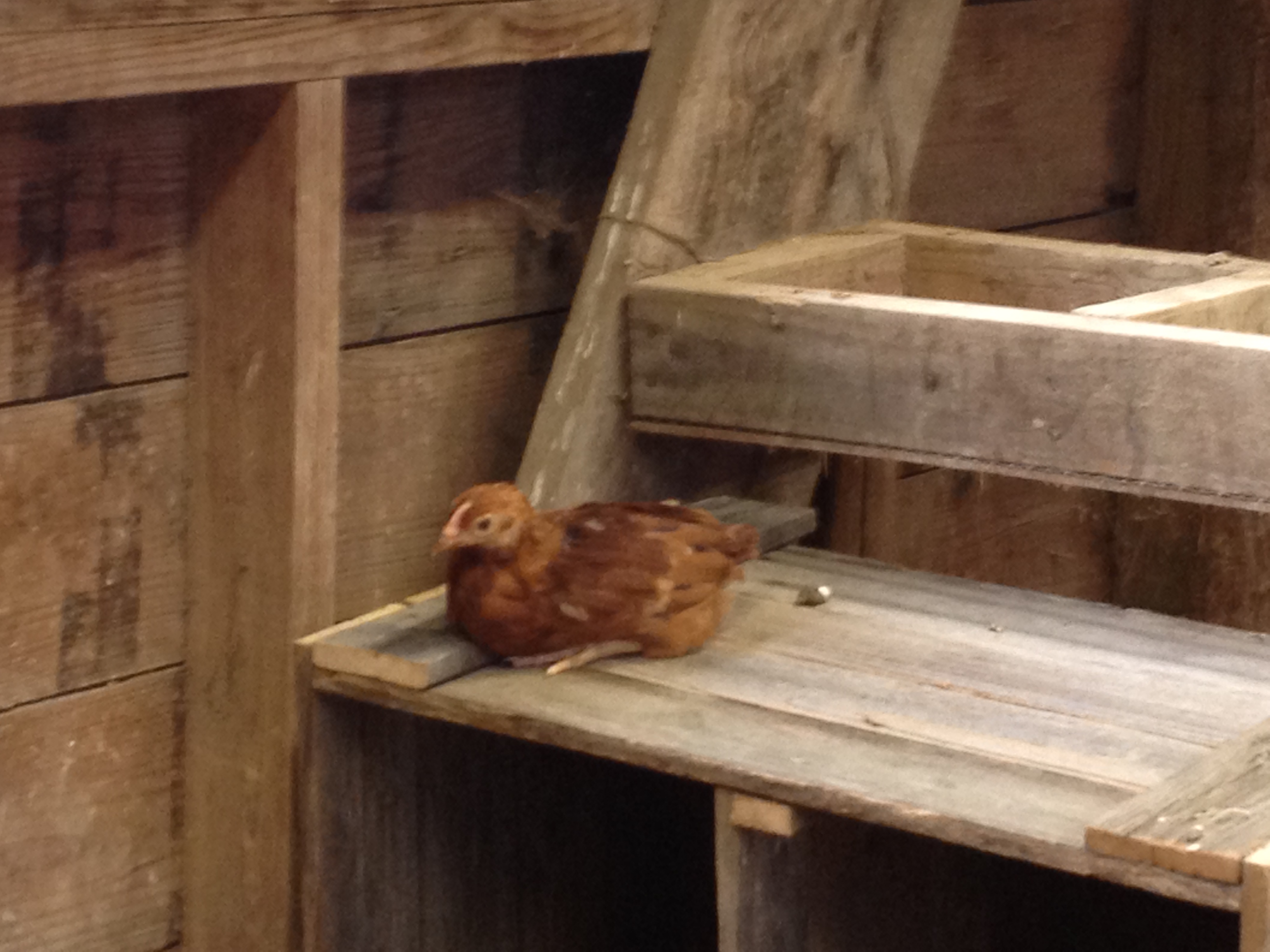 Roosting on top of one of the neting boxes.