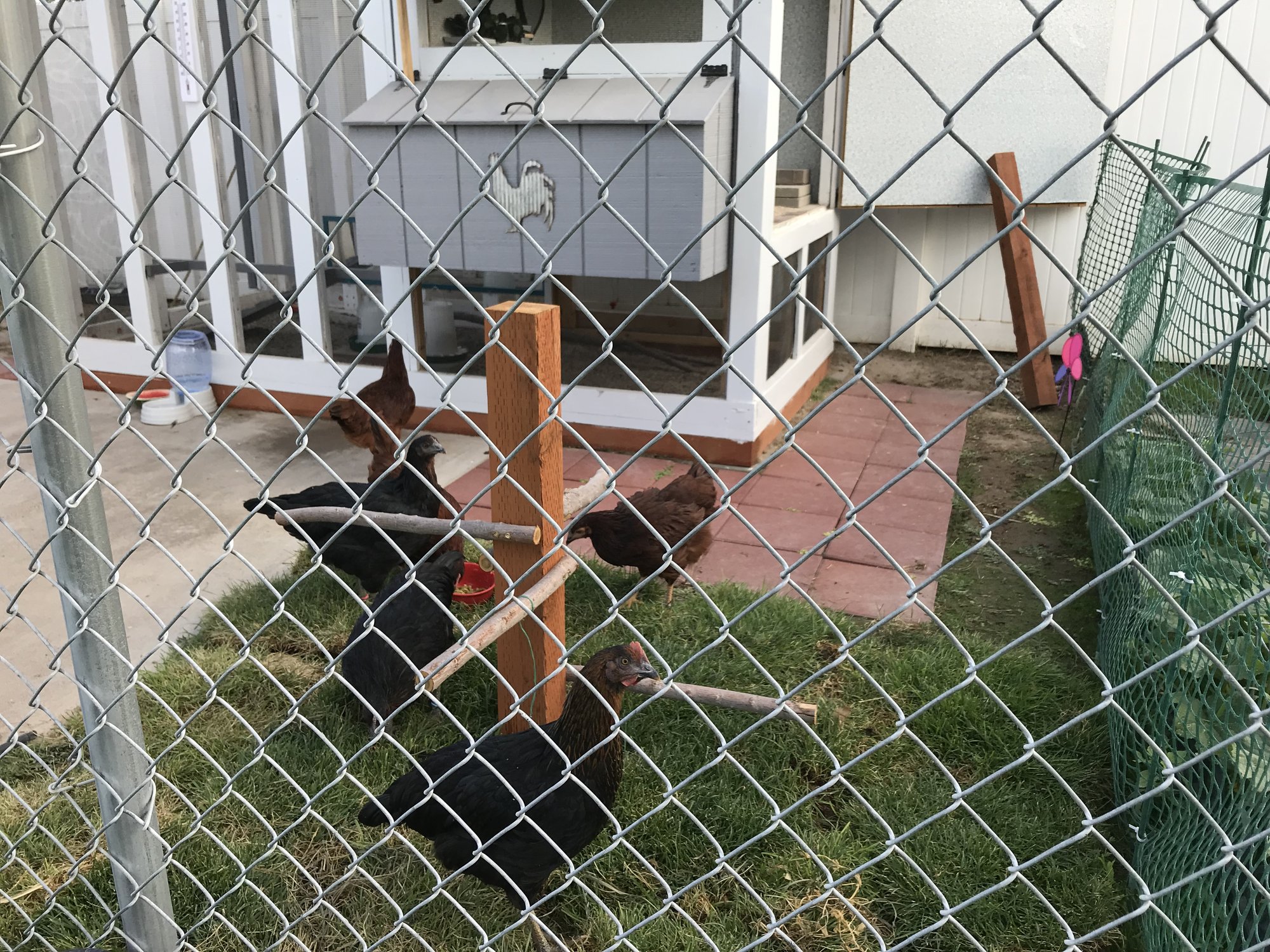 Roosting Outside The Coop