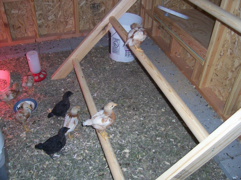 Roosting poles.  He just put these in and they are LOVING them.  Used 2 inch dowels in between two 2x4's.