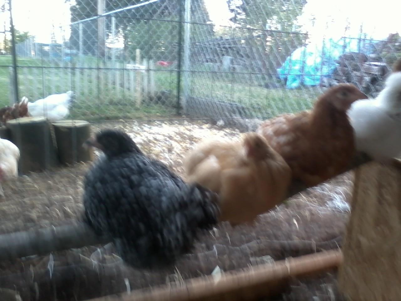 Roosting