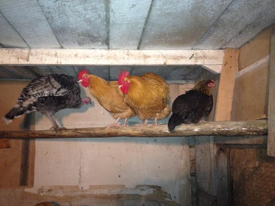 roosting