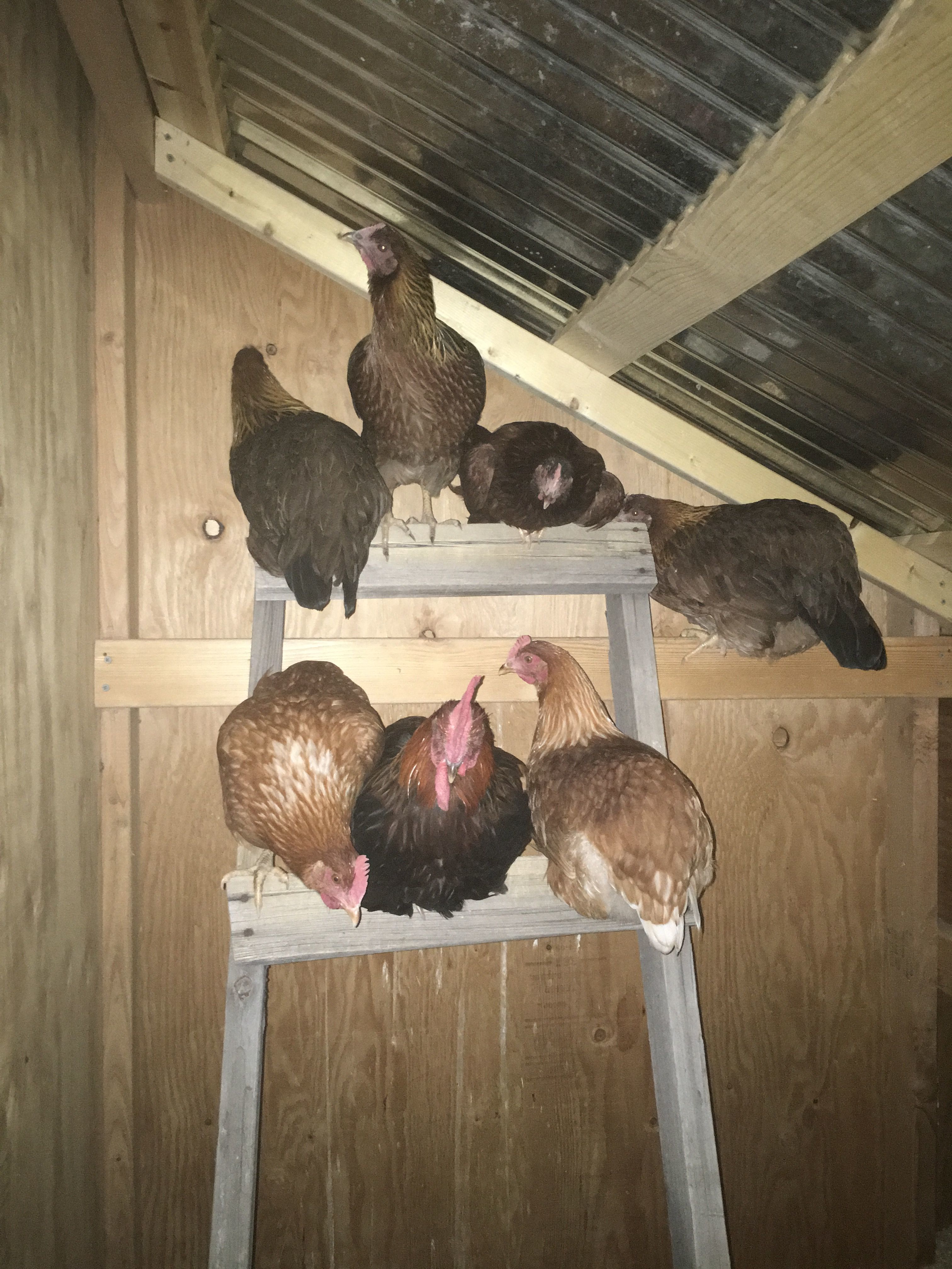 Roosting