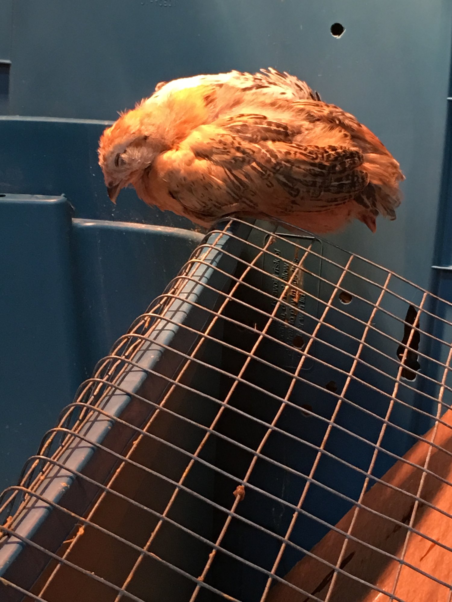 Roosting