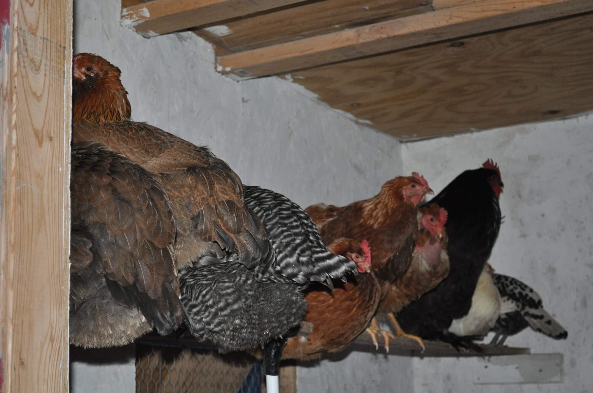 Roosting