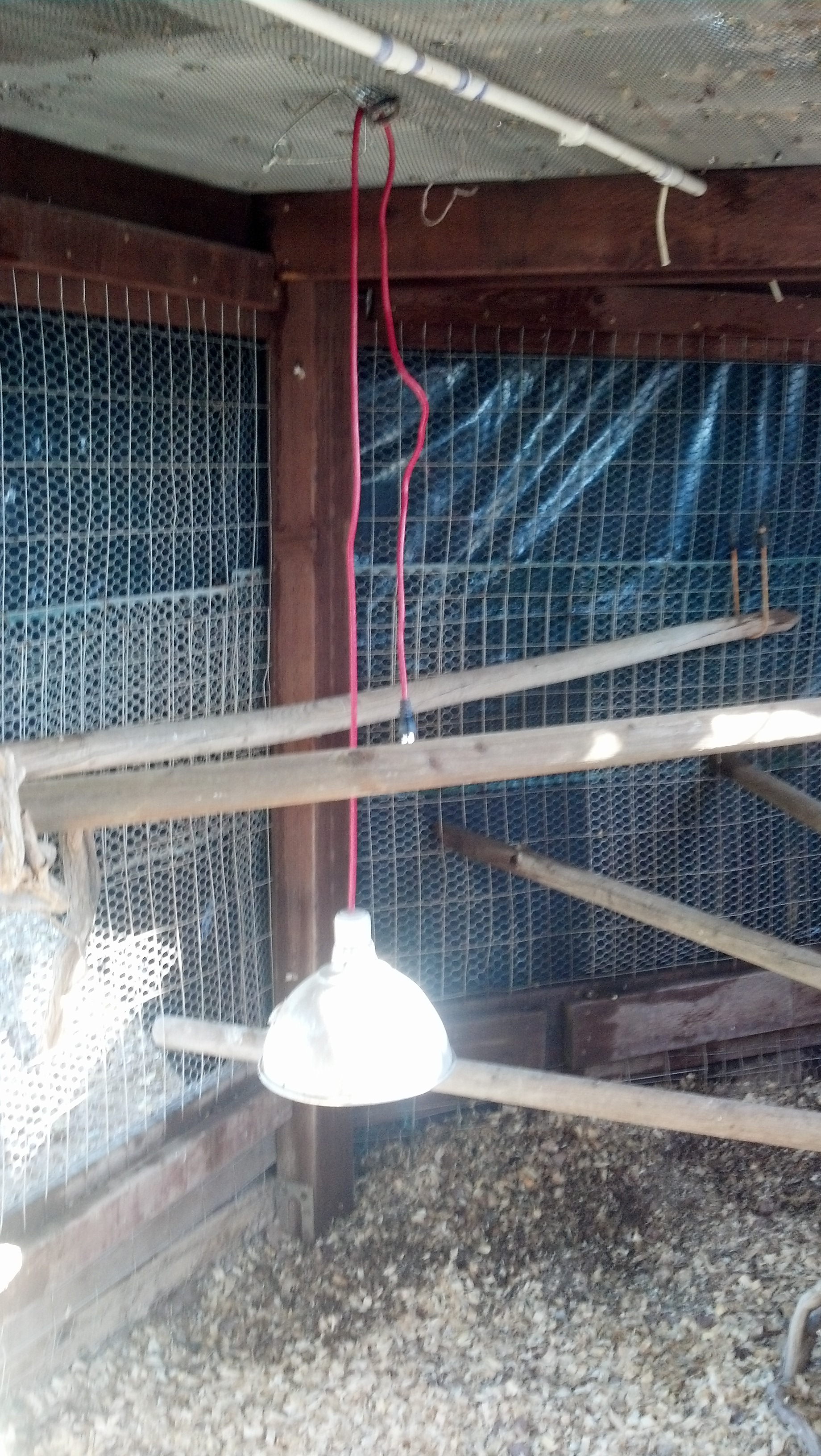 Roosts in run in covered corner