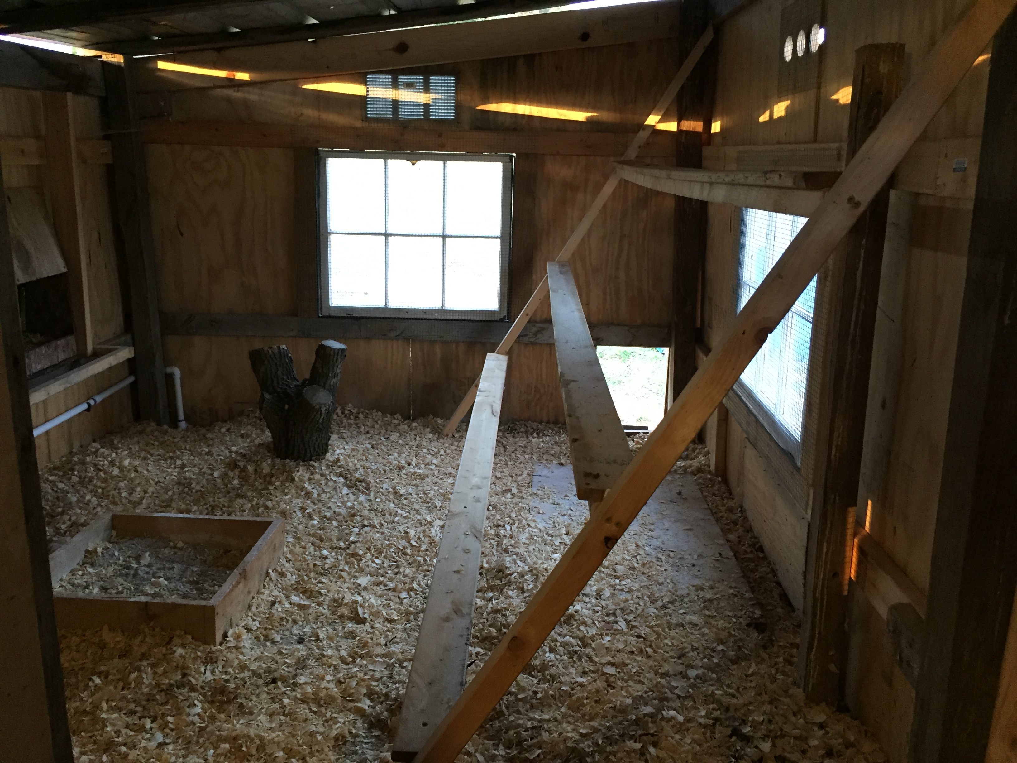 Roosts in this pic now have the added 1x4x8 screwed on top, making the roosting space wider.

Ole' tree stump was a big piece of firewood I had lying nearby. They didn't like it so it's gone now.