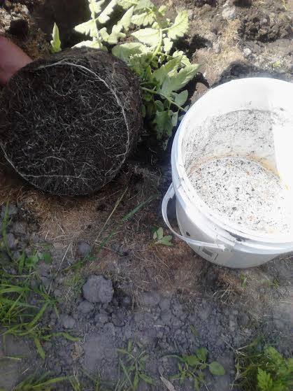 root bound container tomato