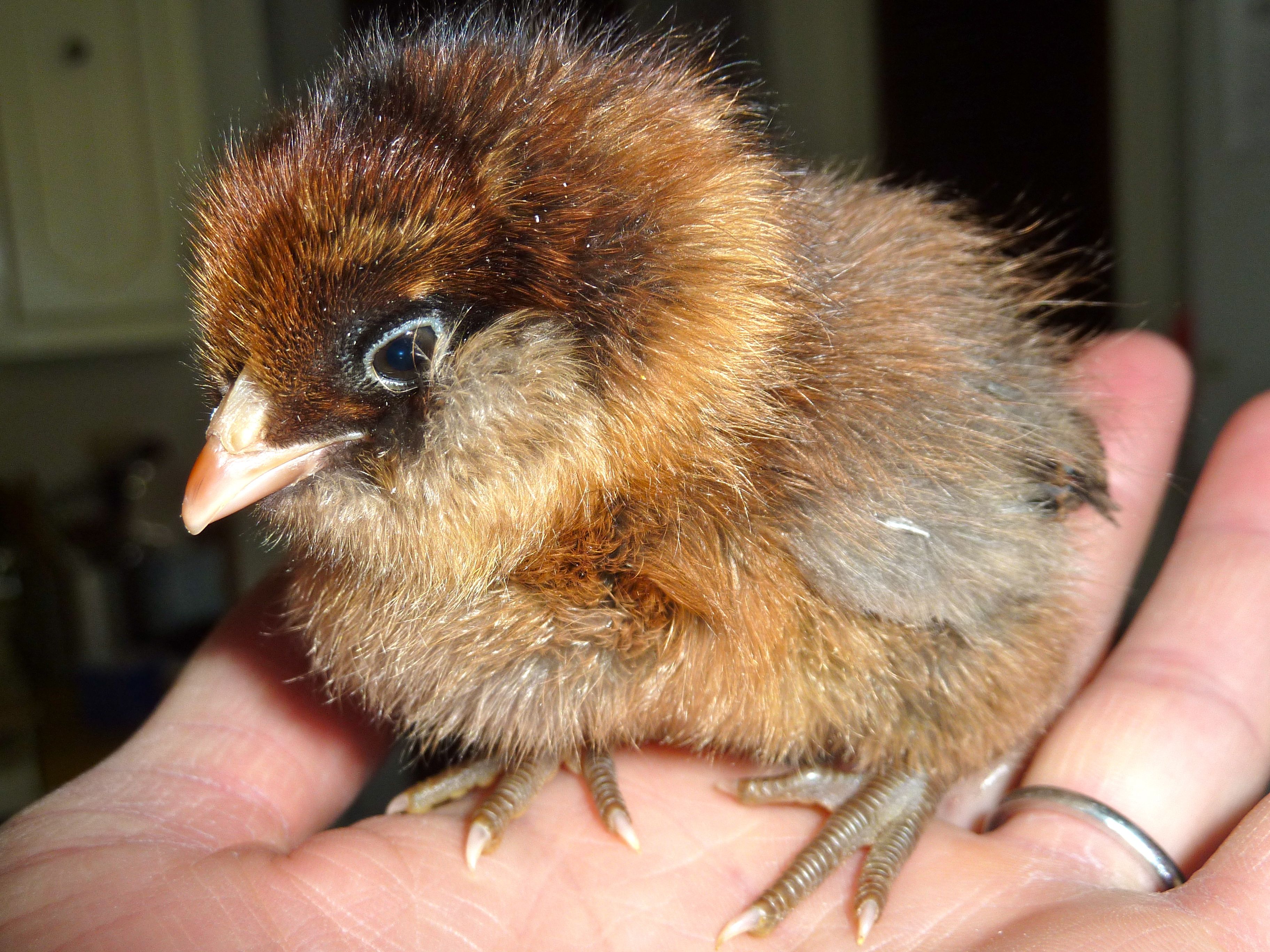Rootbeer, an Easter Egger