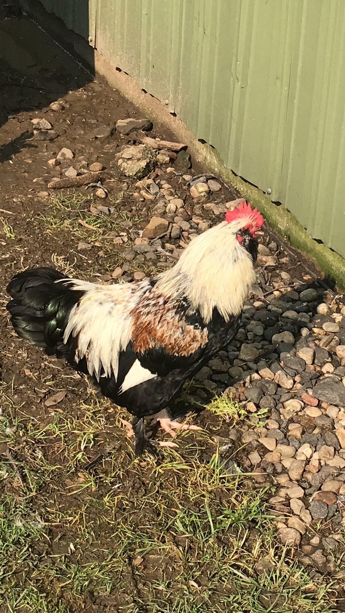 Roscoe