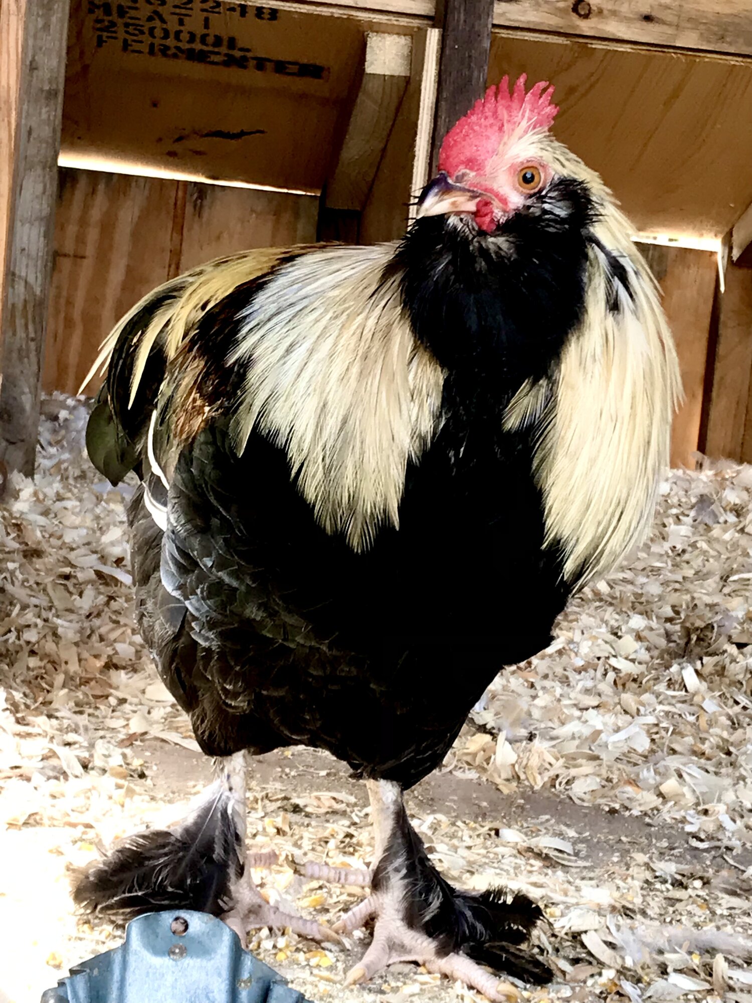 Roscoe