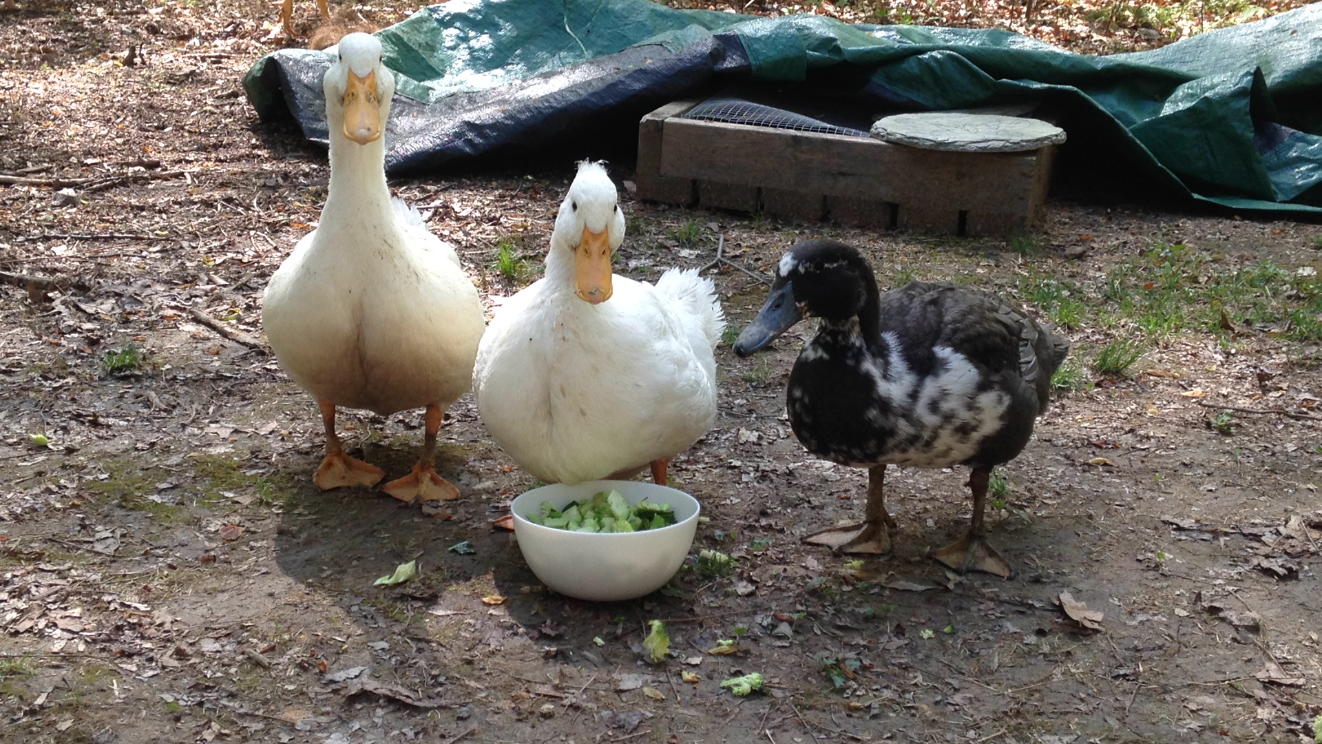 Rose, Athena, and The Duckter eat broccoli.  :)