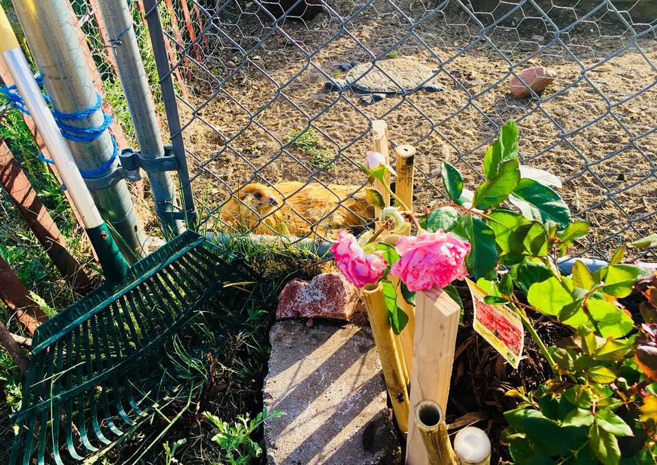 Rose Bush Chicken Run