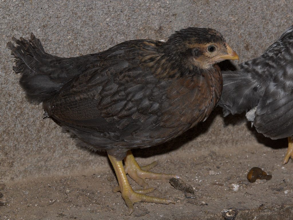 Rose Comb Brown Leghorn/Cream Legbar cross - 3 1/2 weeks old.