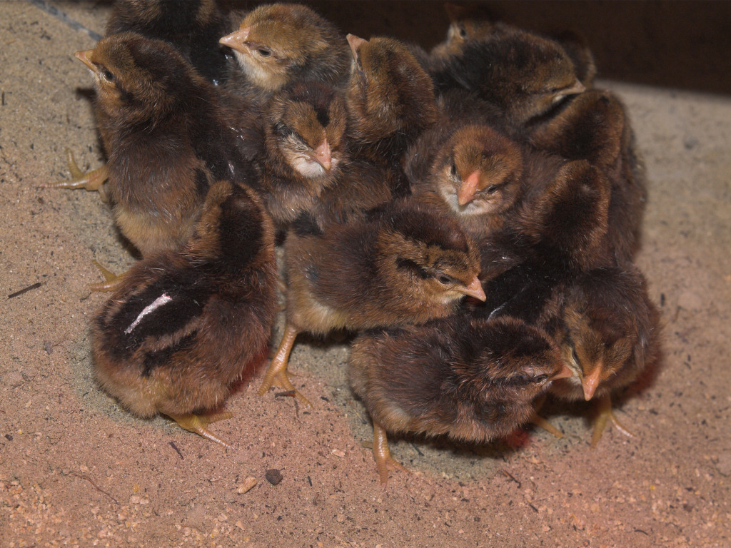 Rose Comb Brown Leghorn/Legbar cross BackYard Chickens Learn How to