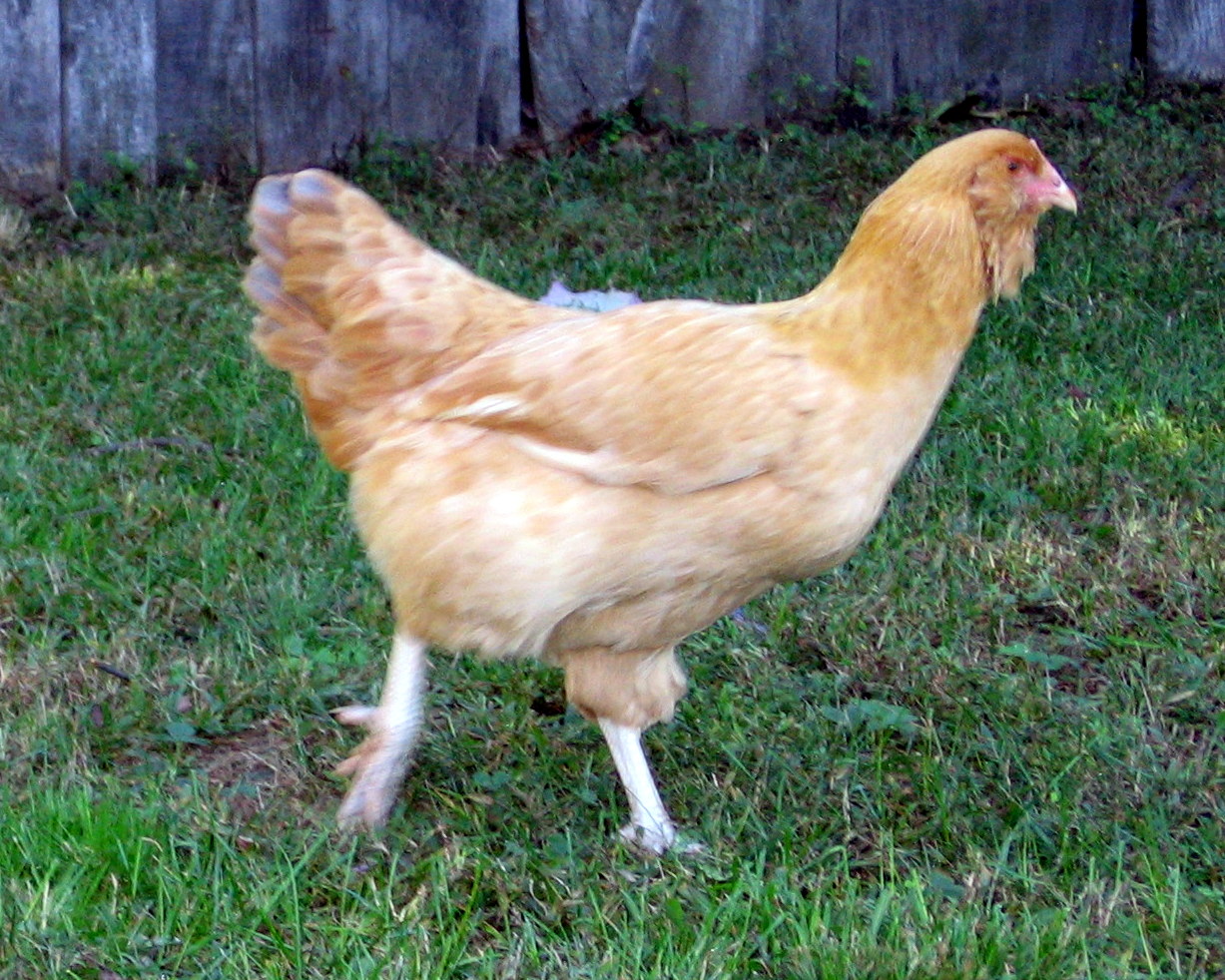 "Rose Egglund"  Easter Egger