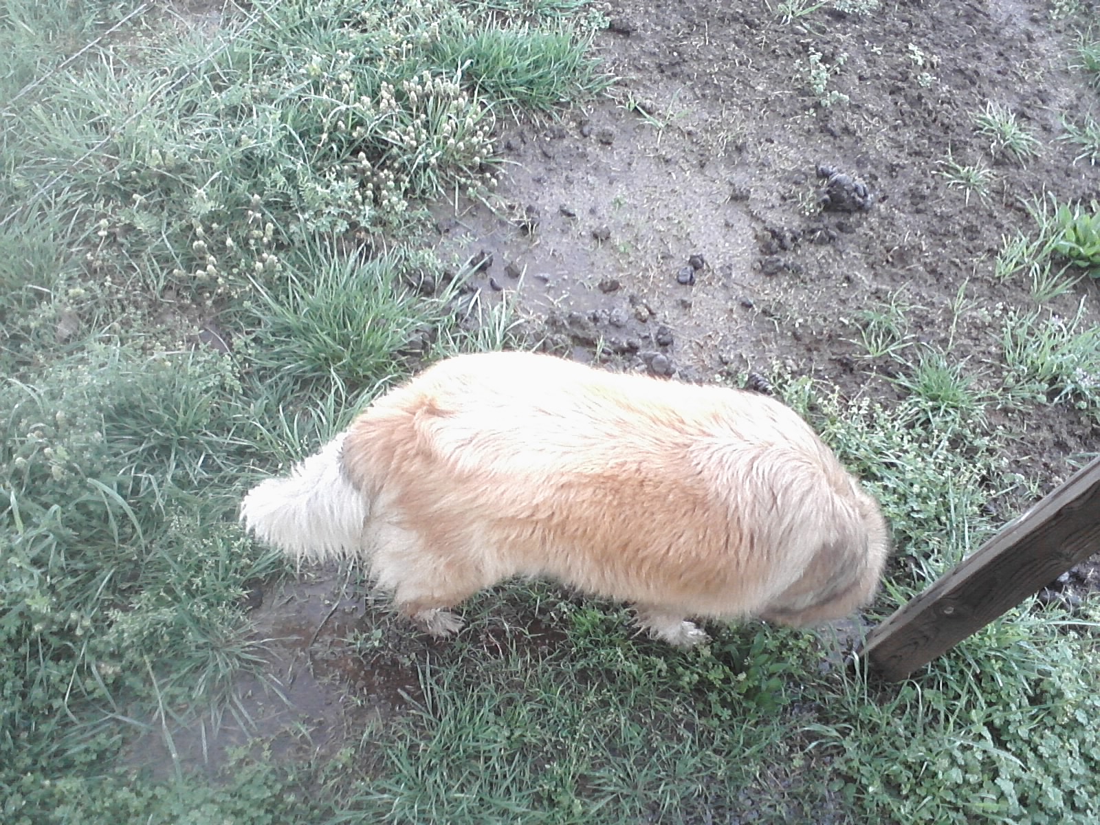 Rose exploring with me.