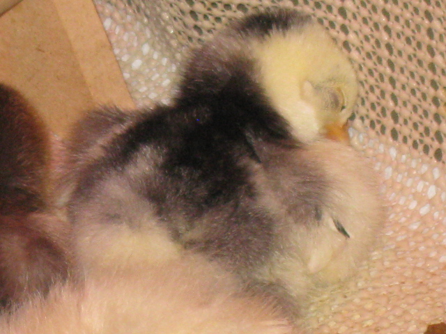 Rose: mottled cochin bantam