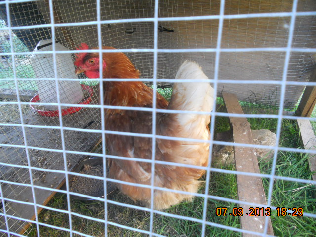 Rose my new chicken, I hope we get on just as Beatrix and Violet do.
