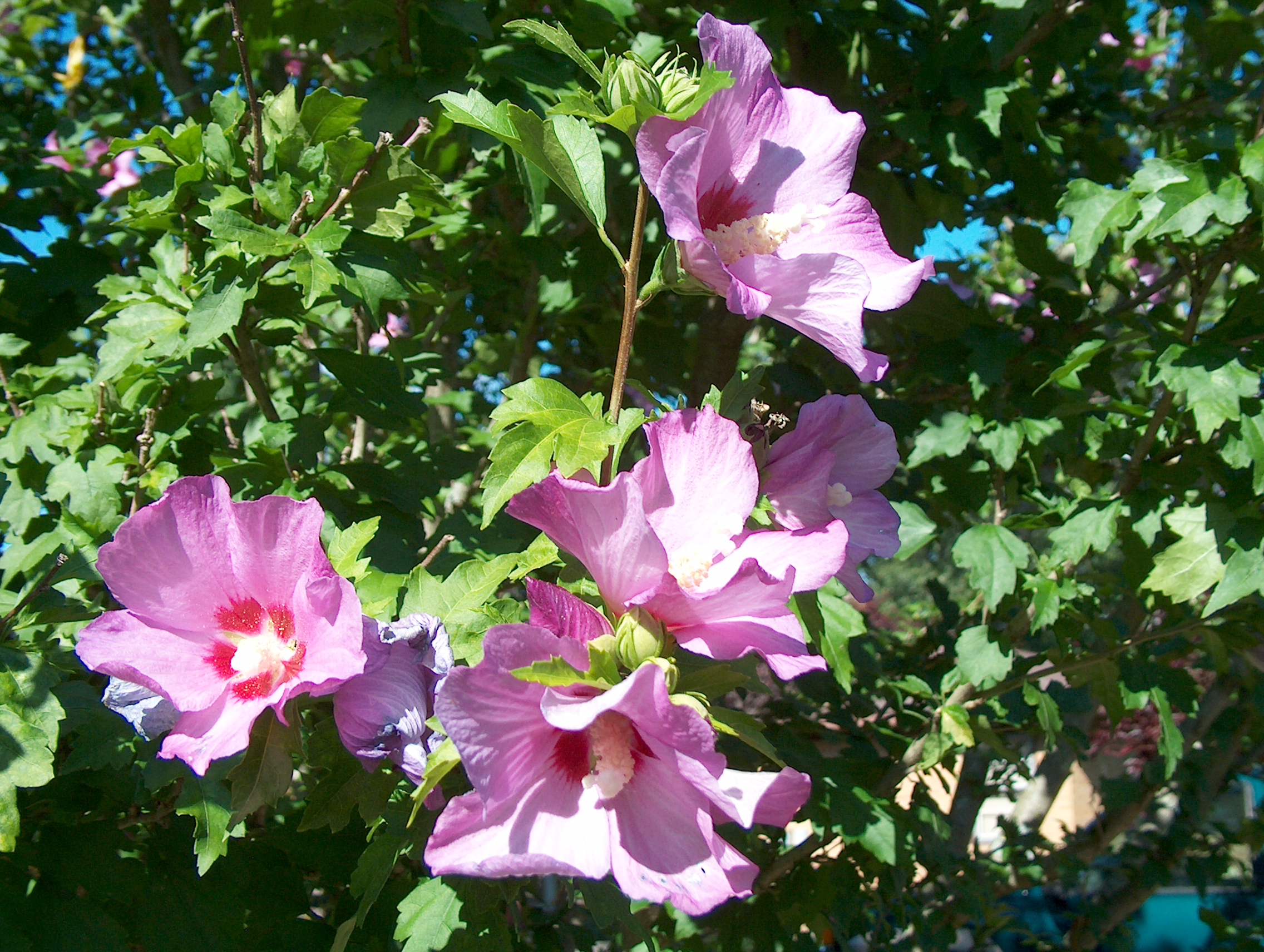 ROSE OF SHARRON  BLOSSOMS, FRONT YARD