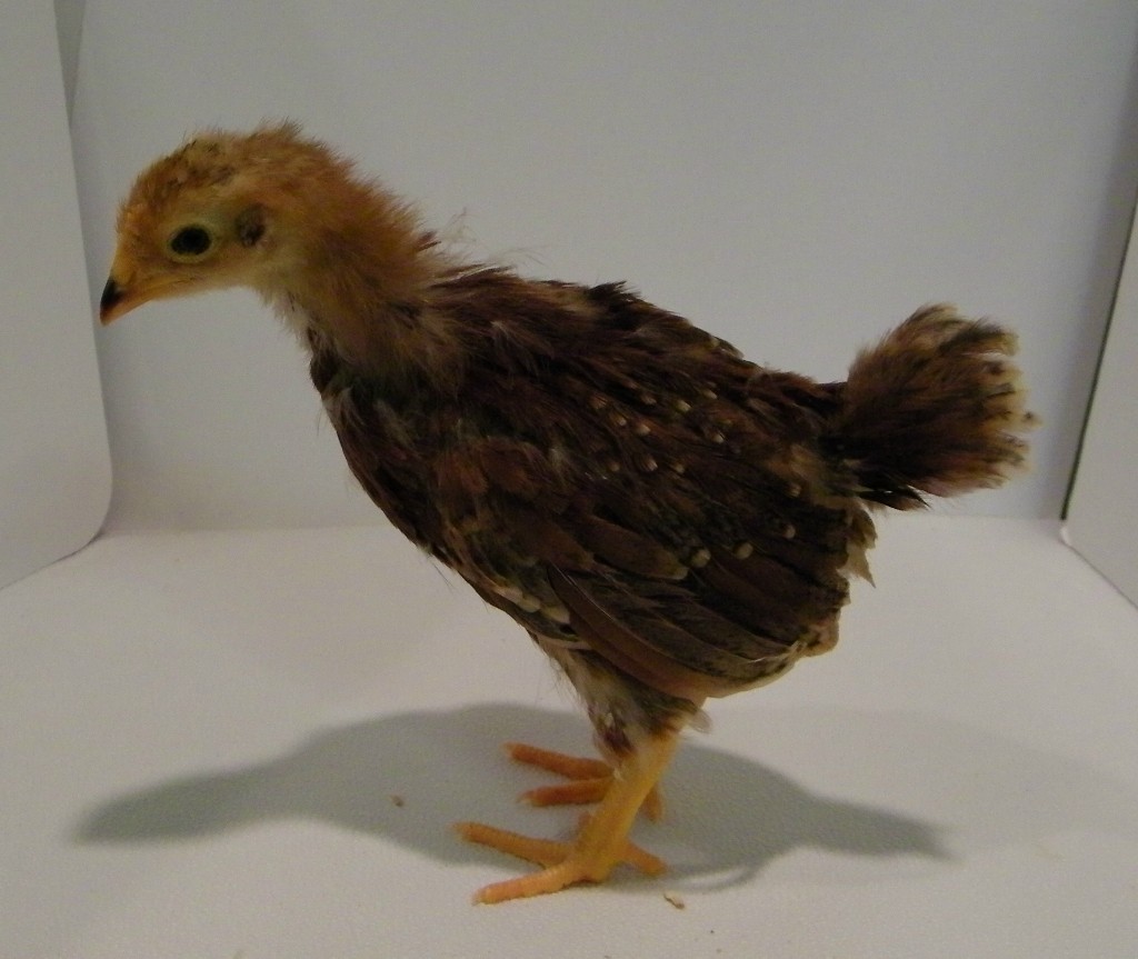 "Rose" Rhode Island Red @ 3 weeks