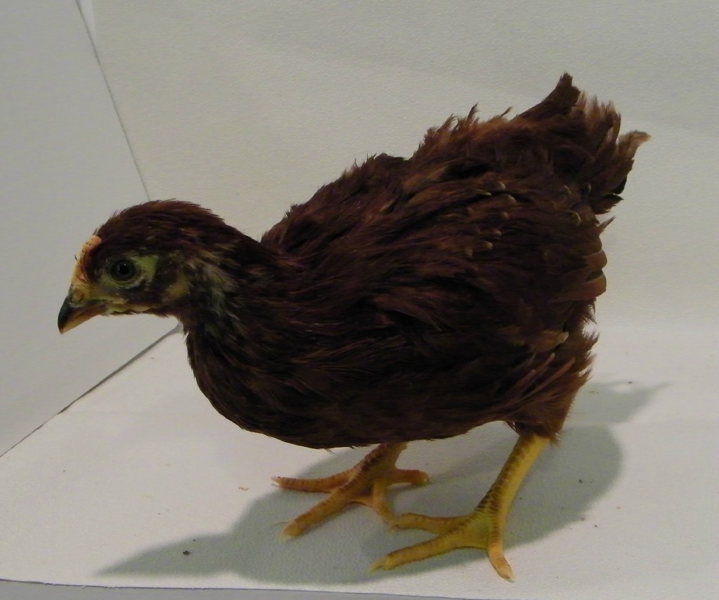 Rose Rhode Island Red @ 6 wks