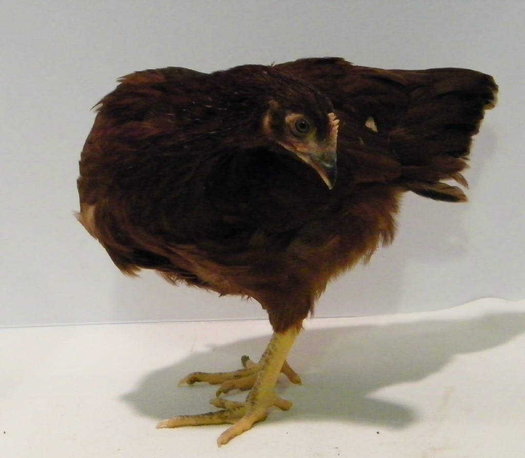 "Rose" Rhode Island Red