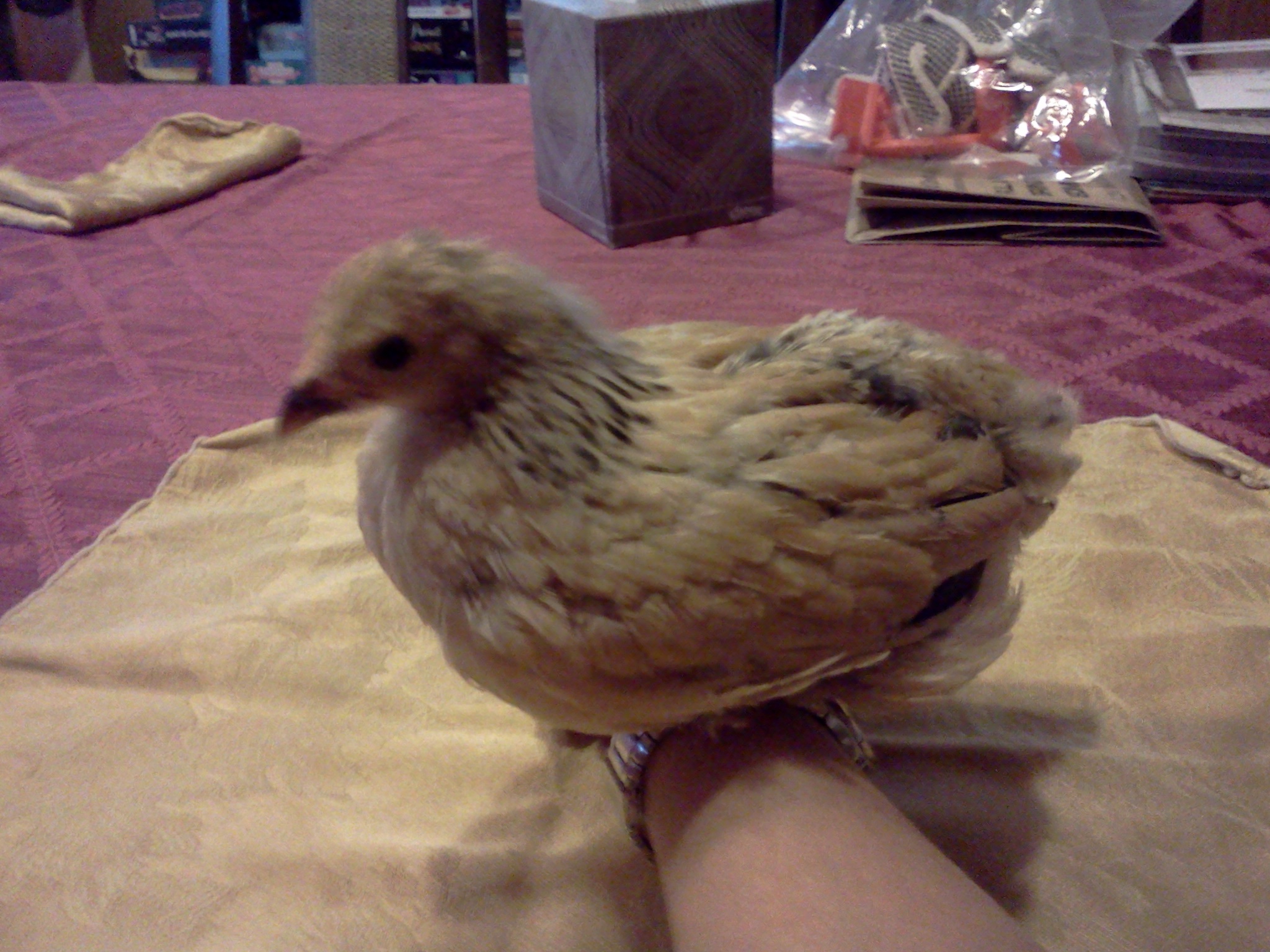 Rose (Rosie).  Buff Brahma Bantam.  32 days old.  235 grams.