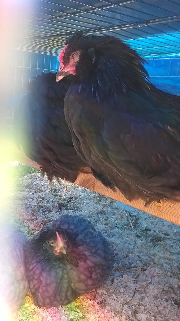 Rose the auracana not-hen.