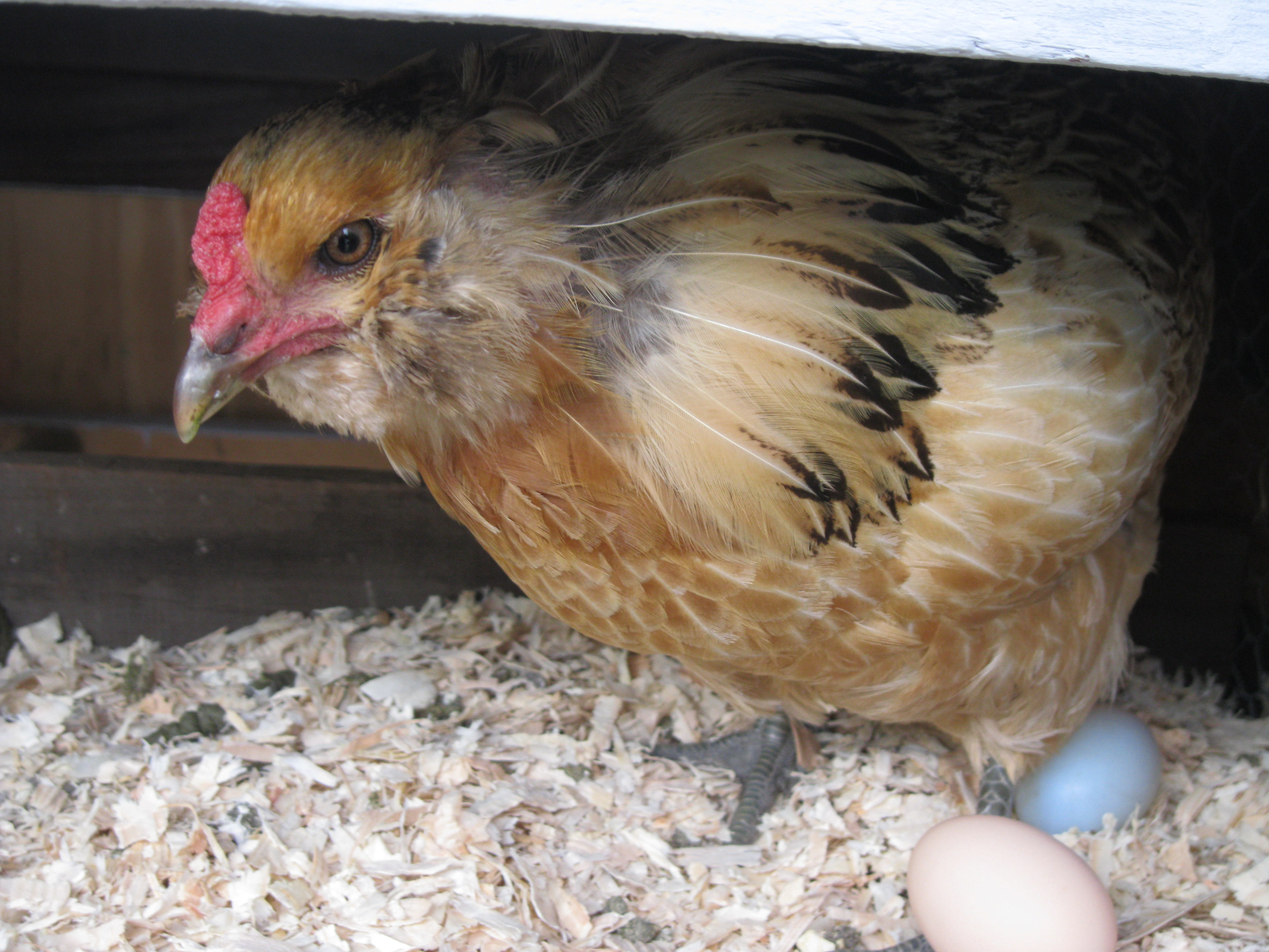 Rose with one of Chichi's eggs and the fake egg.