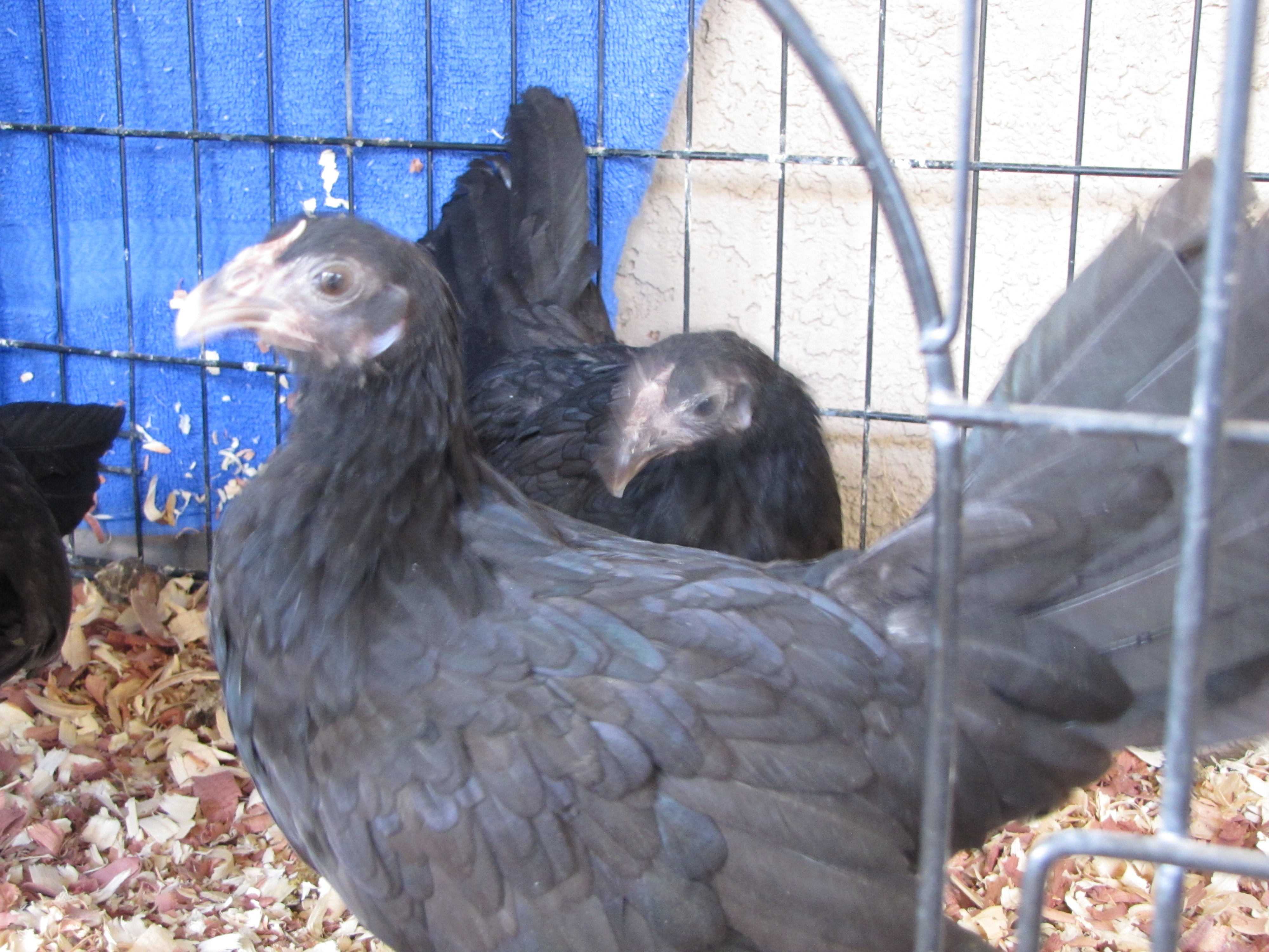 Rosecomb Bantam Pullet Trio