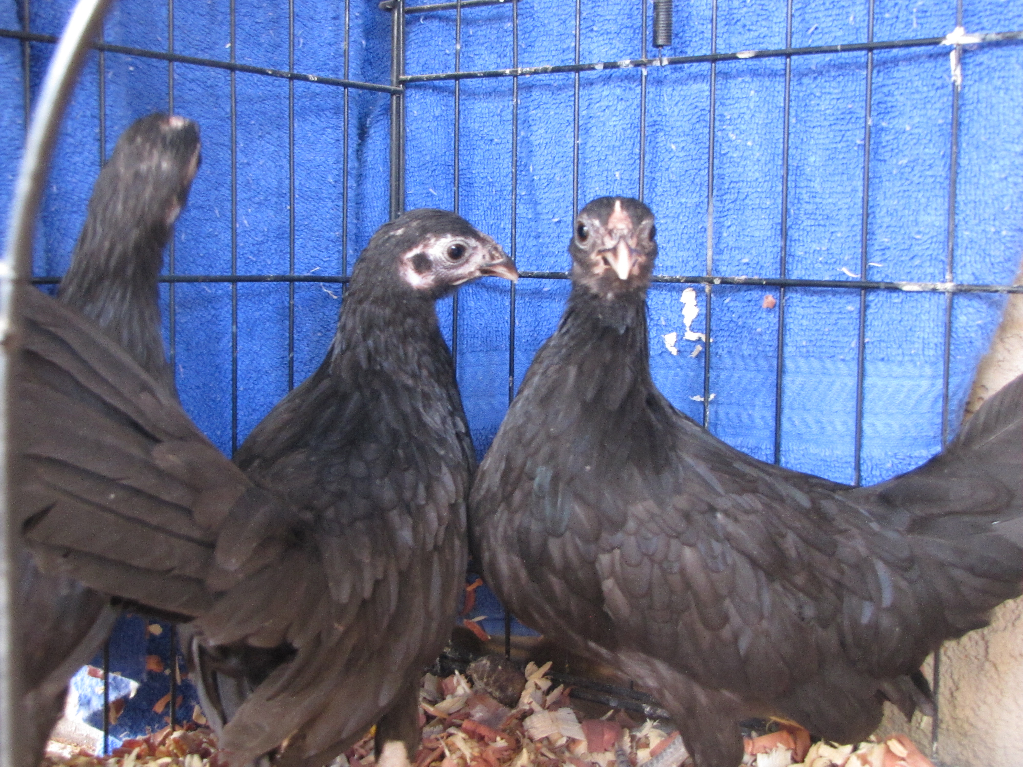 Rosecomb Bantam Pullet Trio