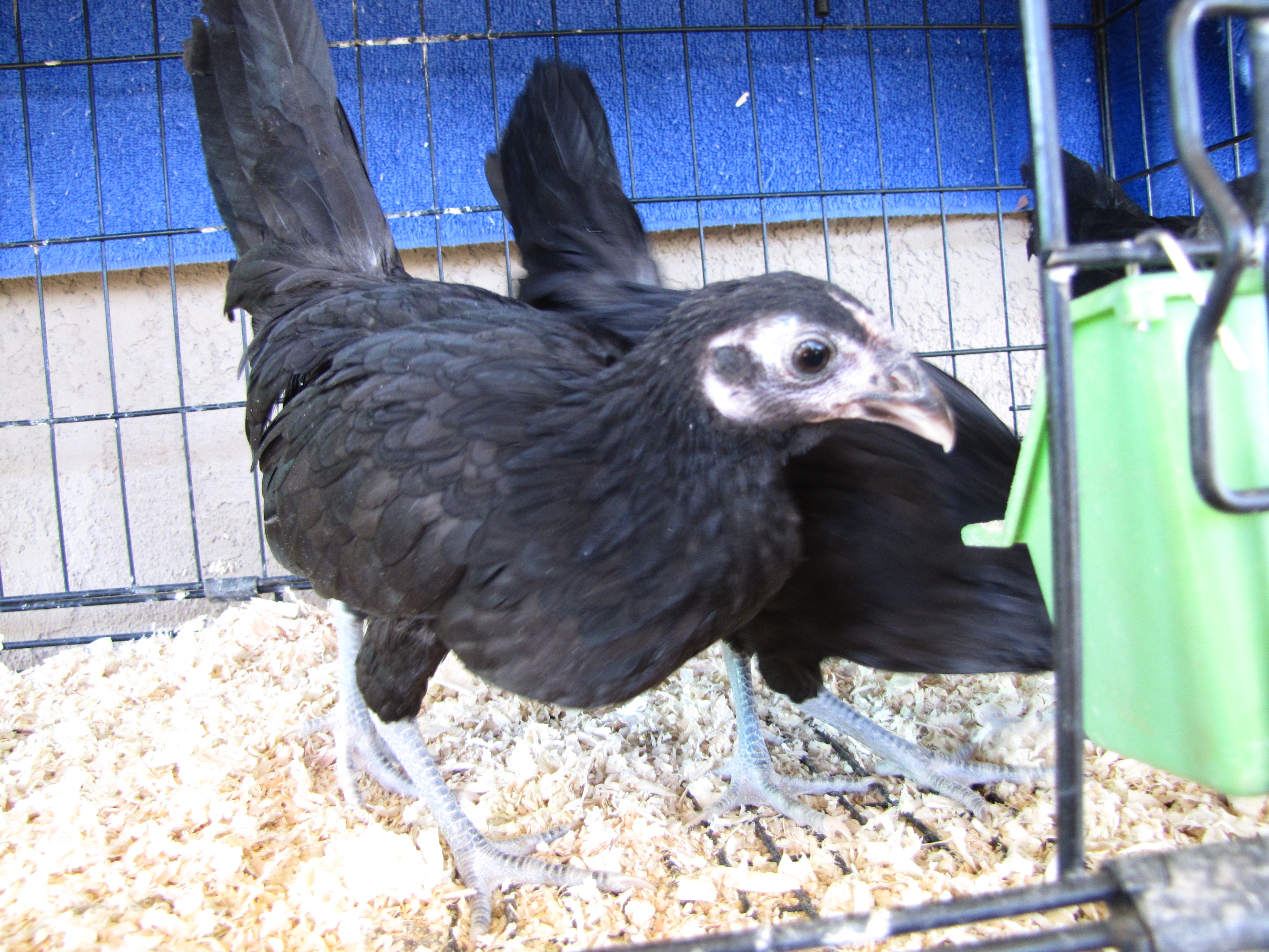Rosecomb Bantam pullets