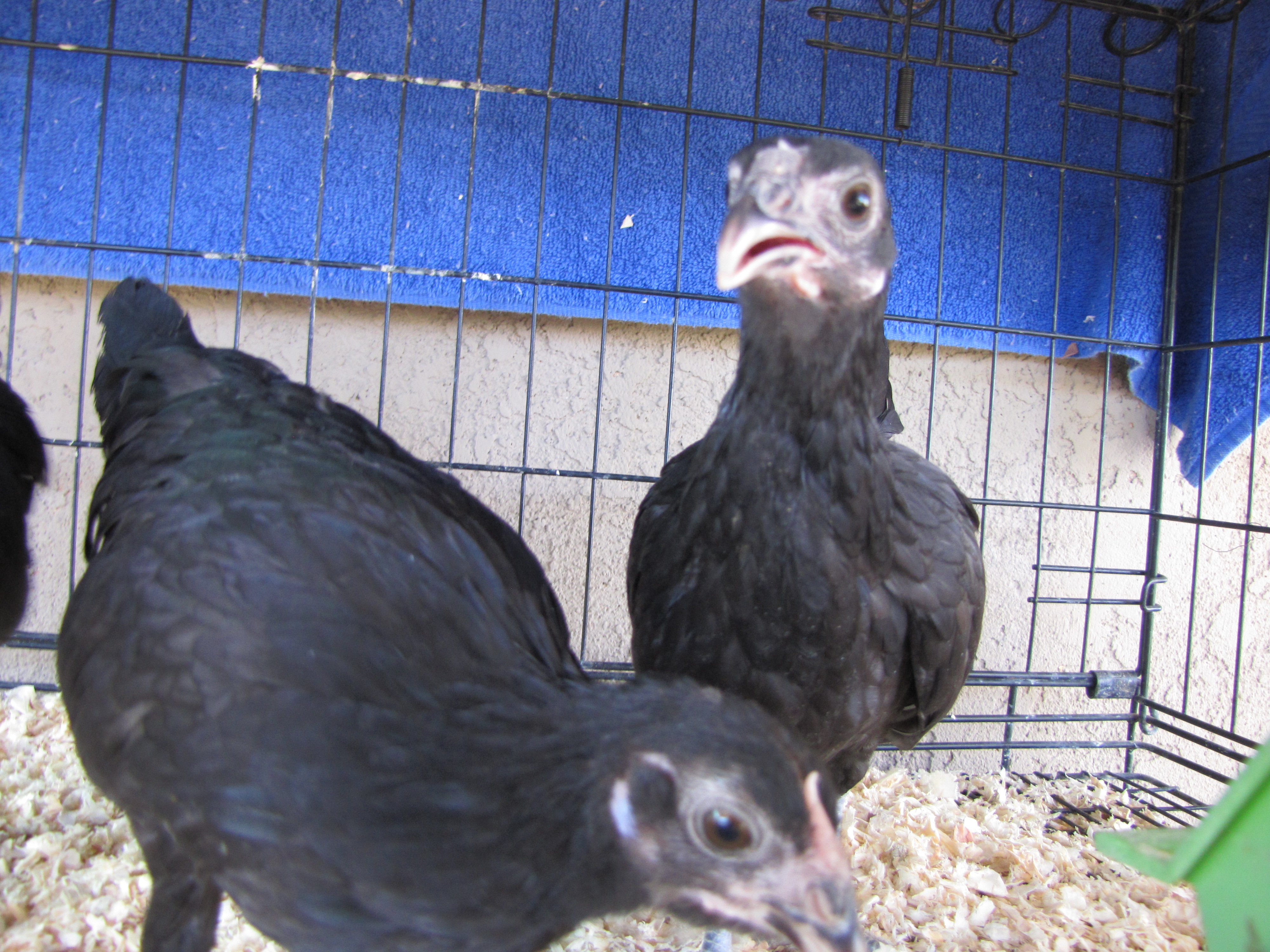 Rosecomb Bantam Pullets