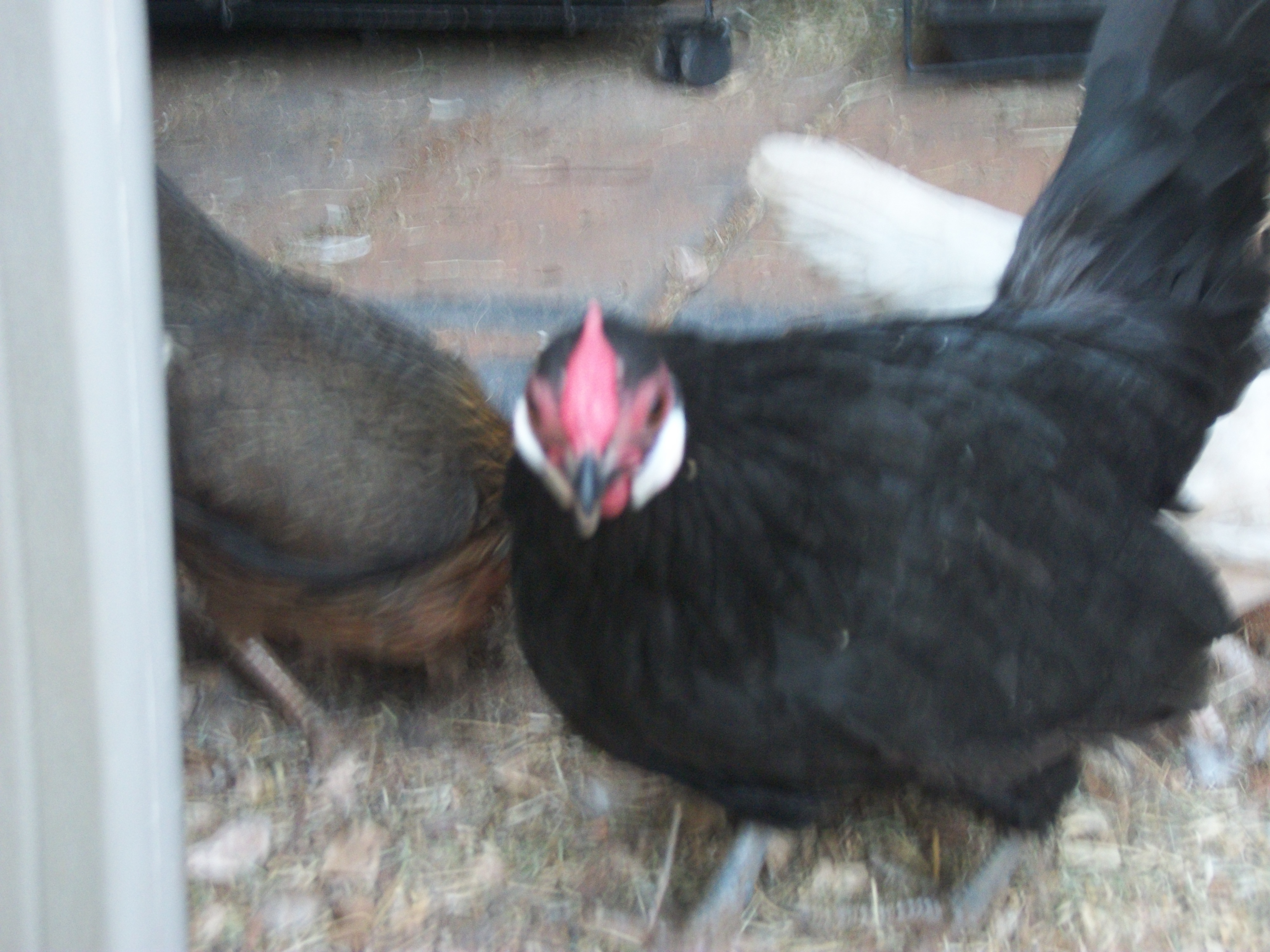 Rosecomb Bantam