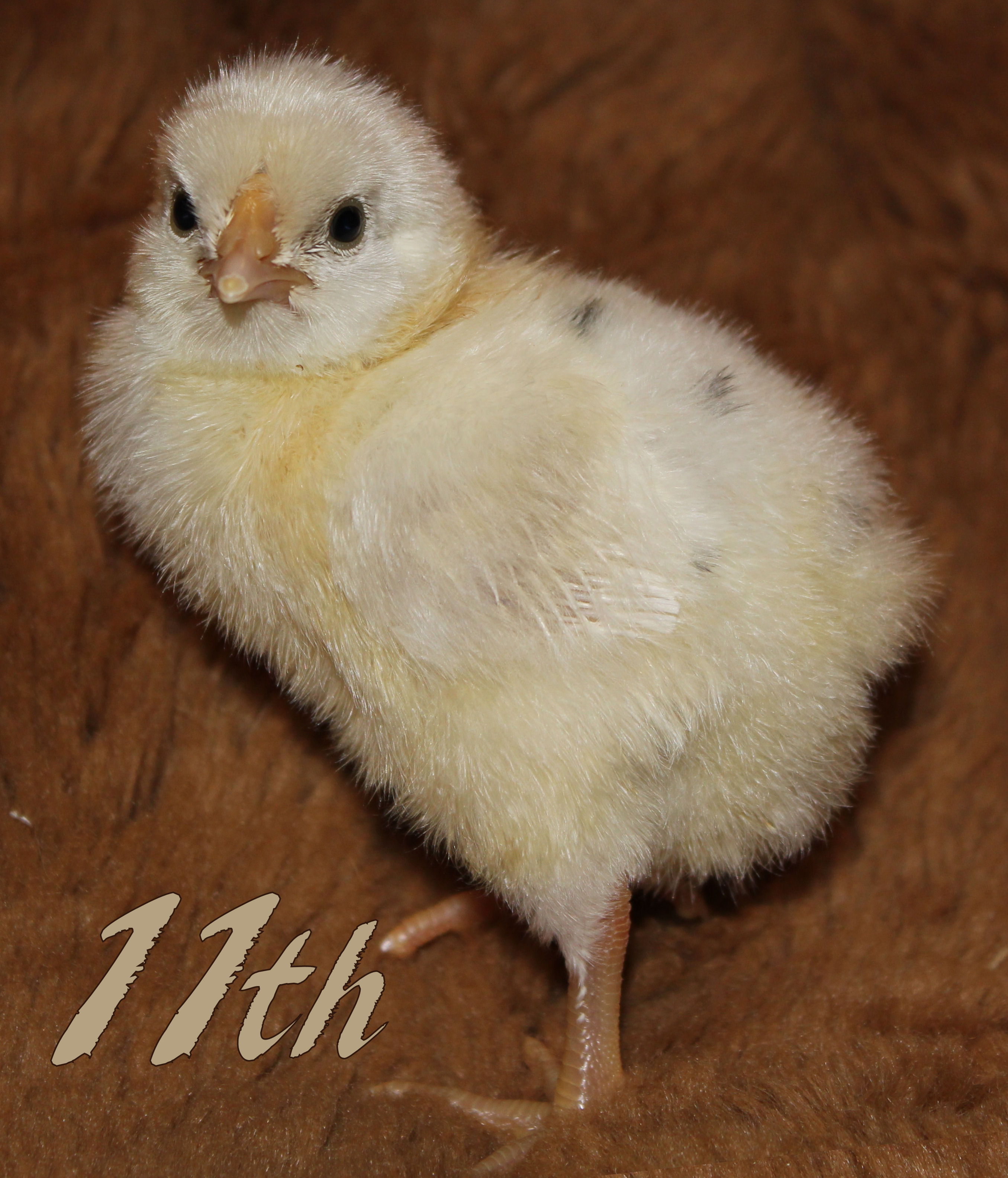 Rosecomb Brown Leghorn x Pearl White Leghorn Cross. "Domino" is this one's name. He has round, black spots smack dab in the middle of his white back. He also has a cross between a rosecomb and a singlecomb, which kind of looks like two singlecombs joined together. Very unique and pretty!