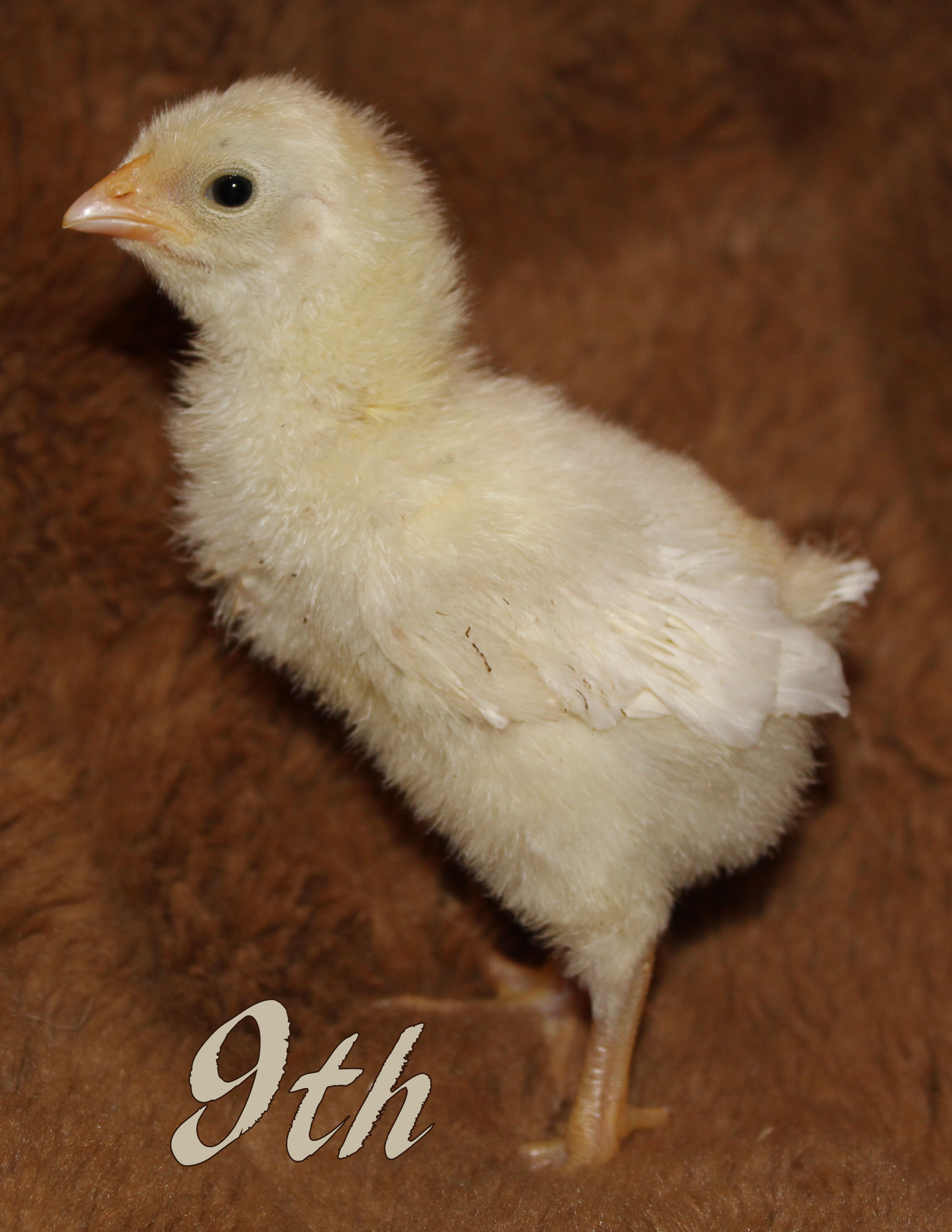 Rosecomb Brown Leghorn x Pearl White Leghorn Cross. This scraggly looking one was born with a black smudge on his wing. His feathers are growing in now and the black smudge is now spread across his wing feathers. I wonder what he'll finally look like!
