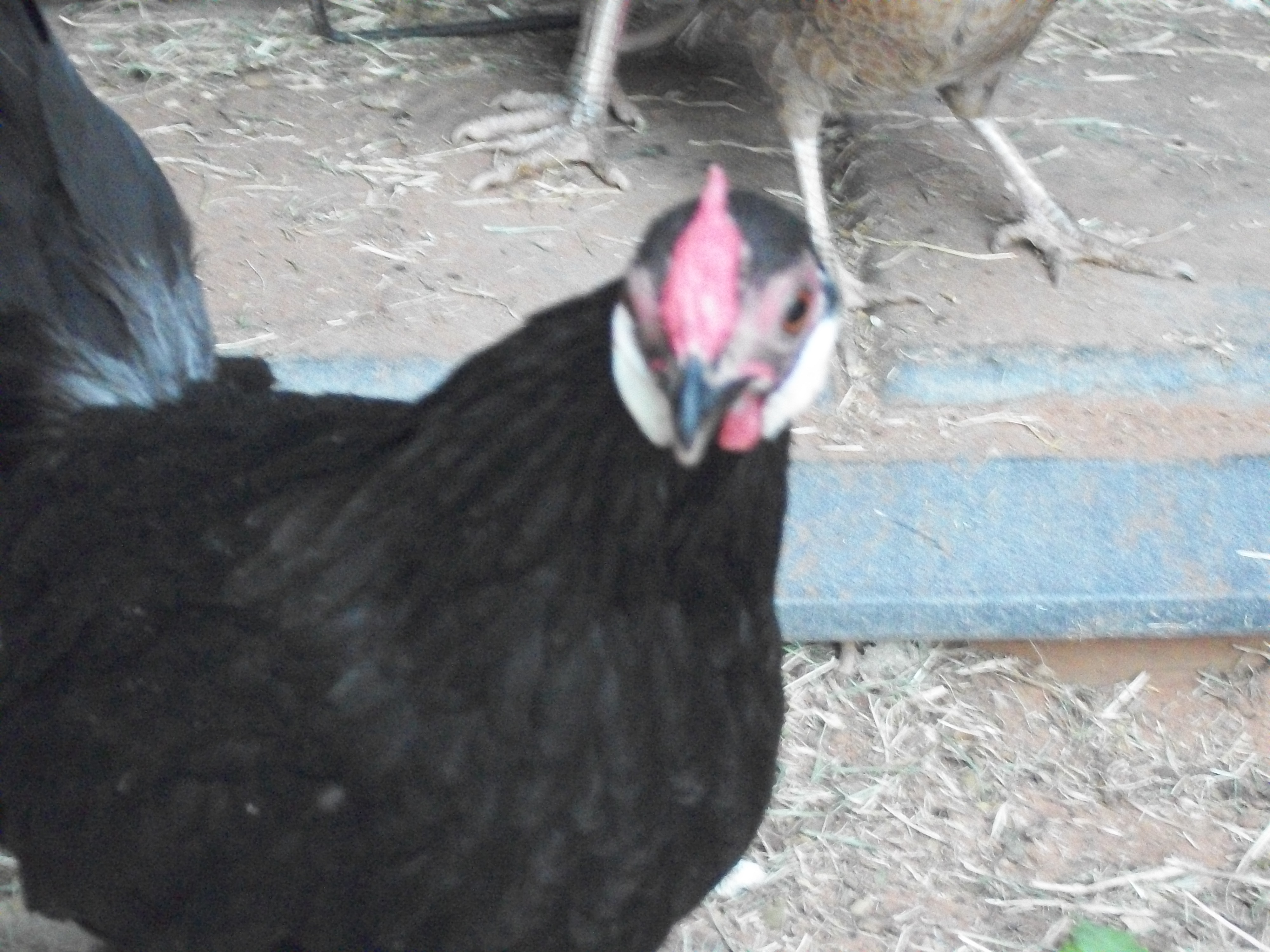 Rosecomb Hen