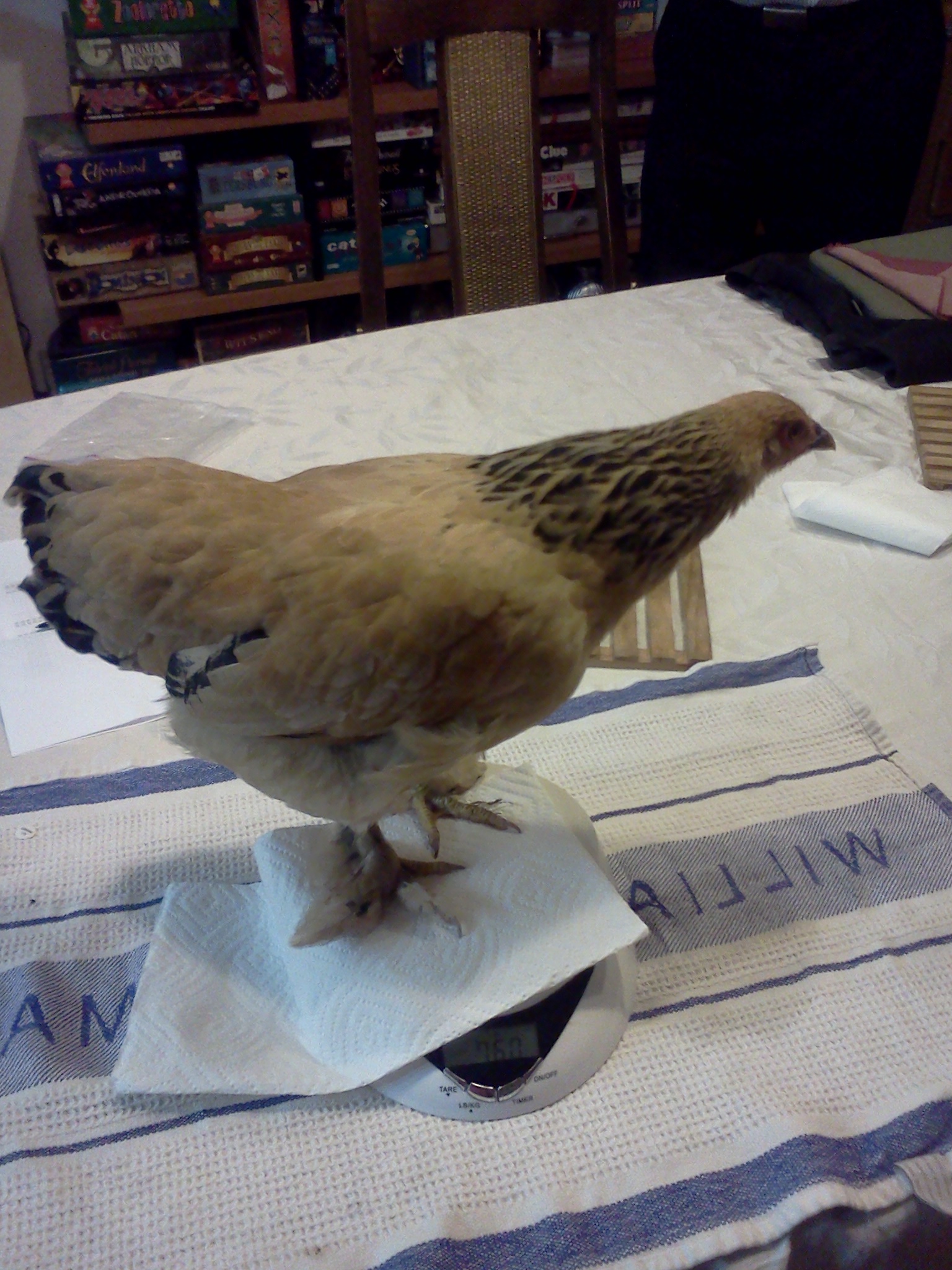 Rosie, 13 weeks, 780 grams.