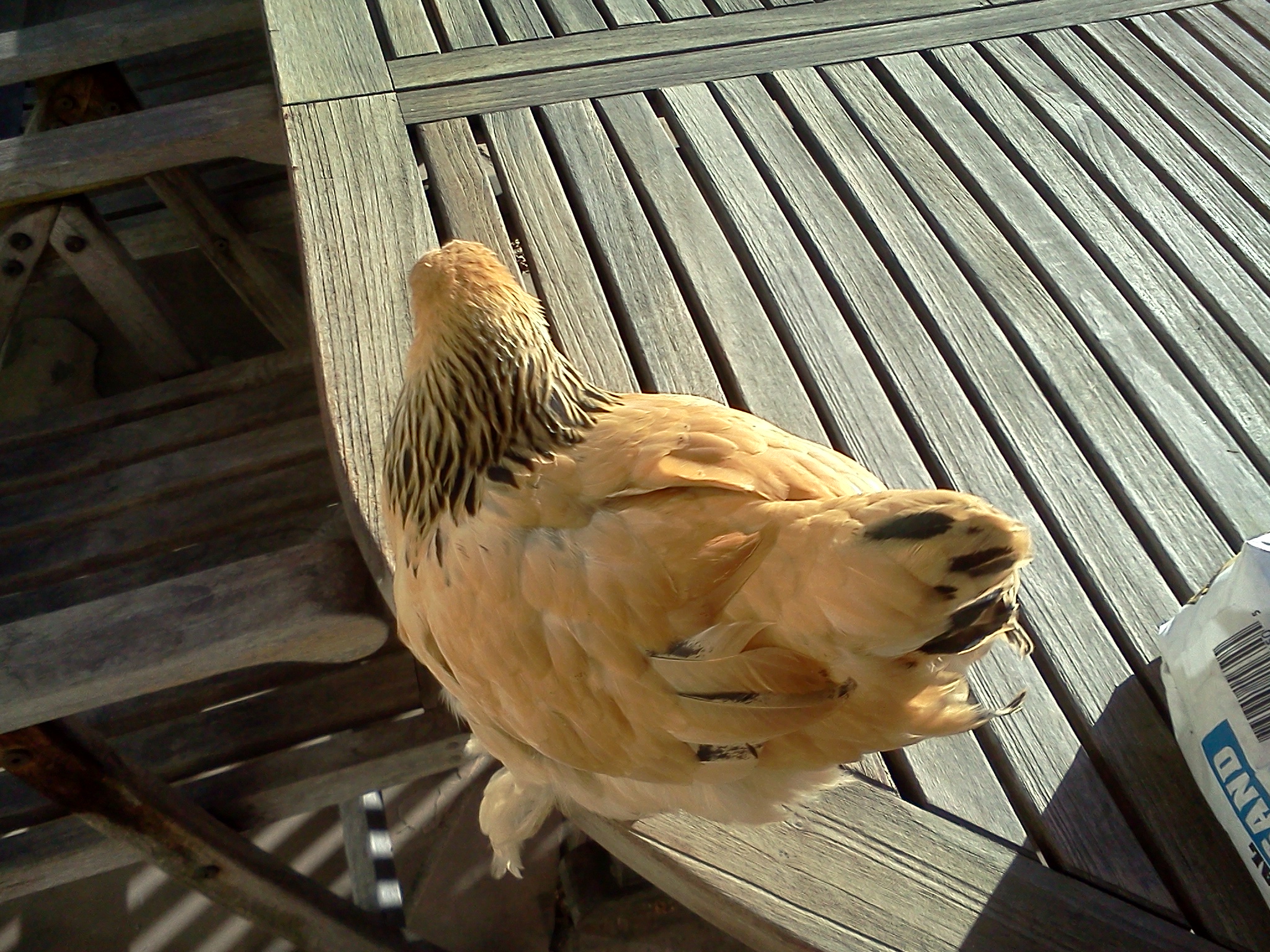 Rosie, almost 10 weeks, 598 grams.