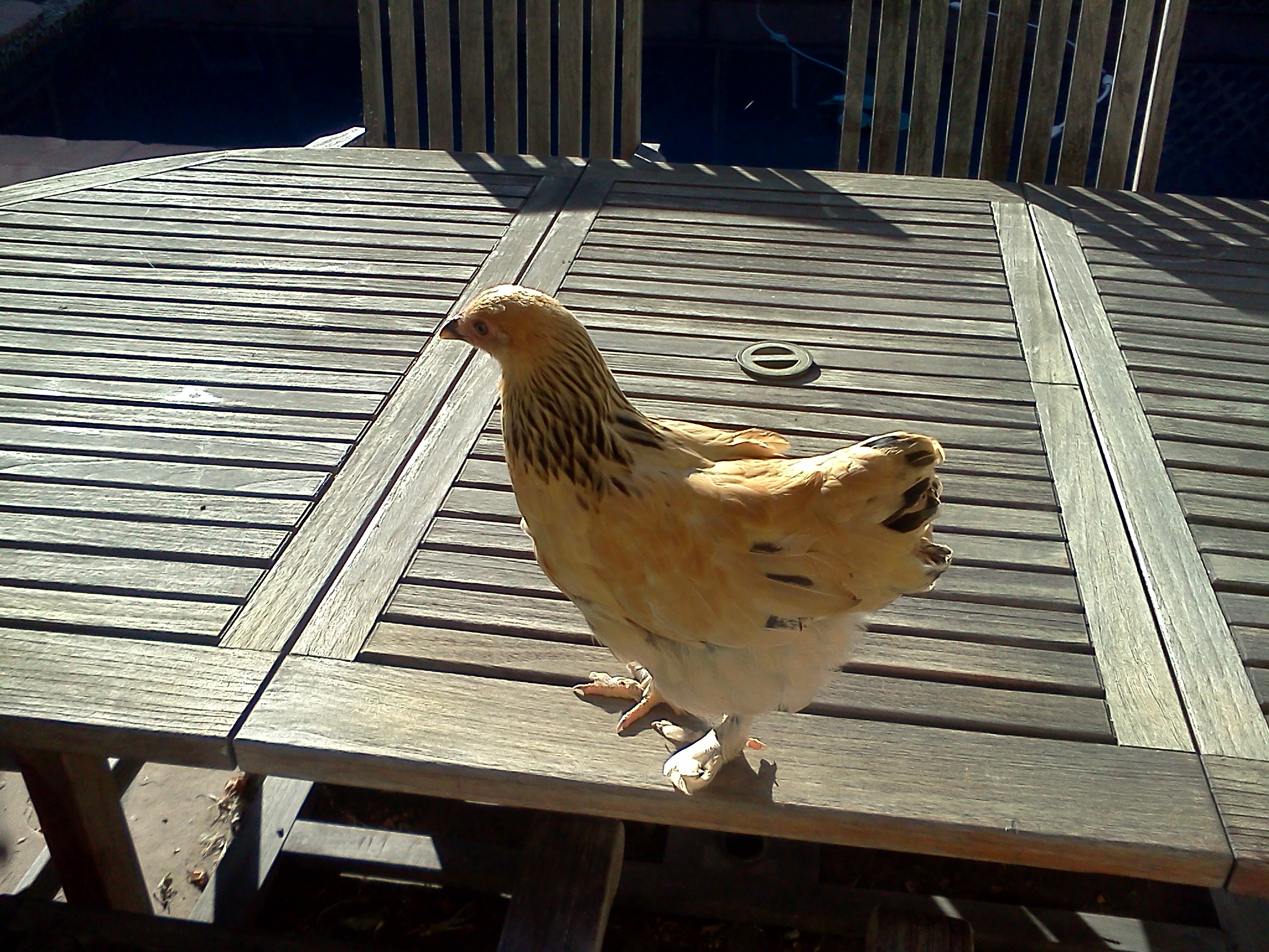 Rosie, almost 10 weeks, 598 grams.